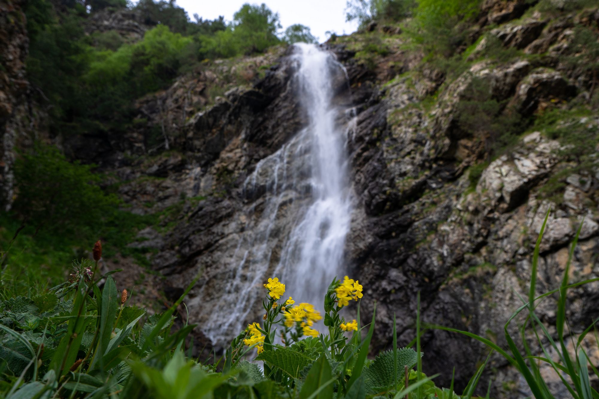 кавказ, водопад, цветок, желтый, Баландин Дмитрий