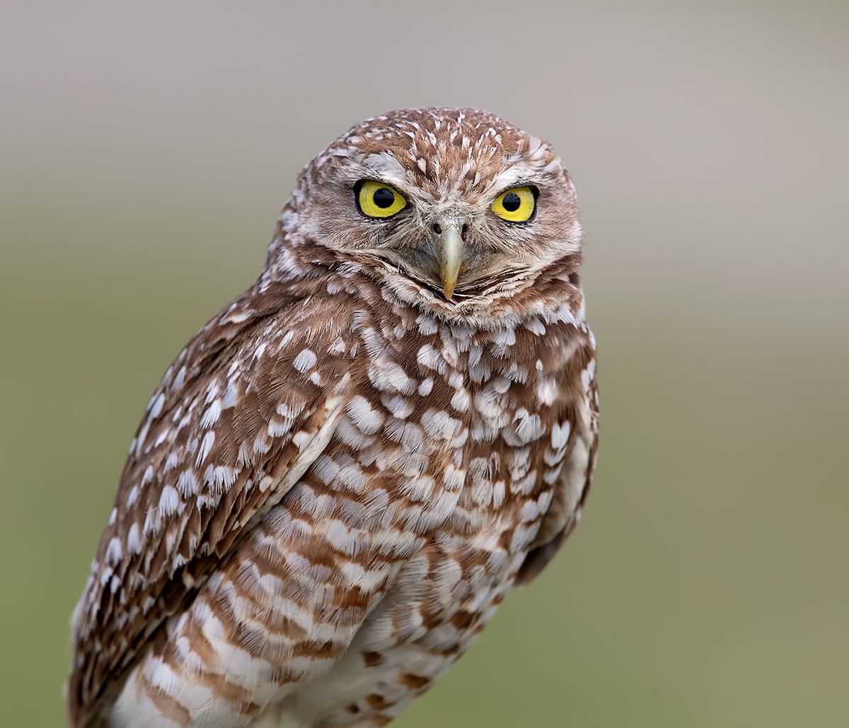 owl, burrowing owl,сыч, флорида,florida, хищные птицы, Etkind Elizabeth