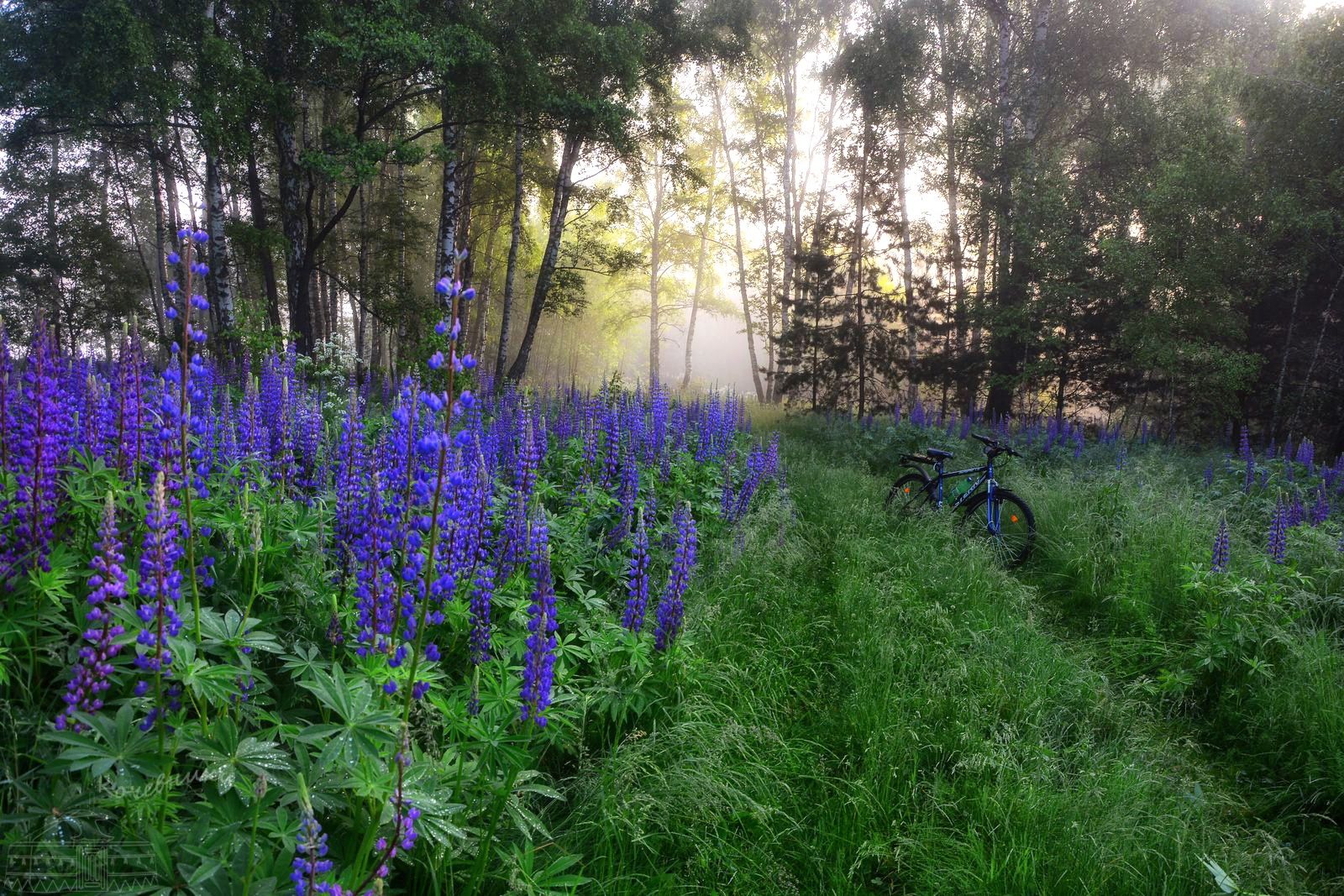 лес, лето, роща, туман, утро, туманное утро, Юлия Абрамова