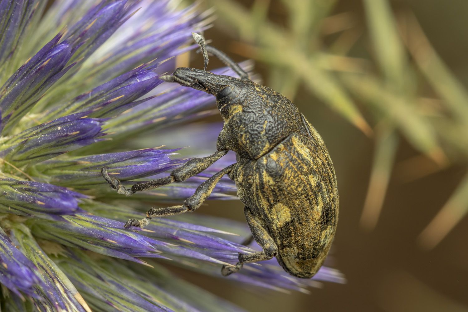 macro, insects, bugs, nature, Nikolay Tatarchuk