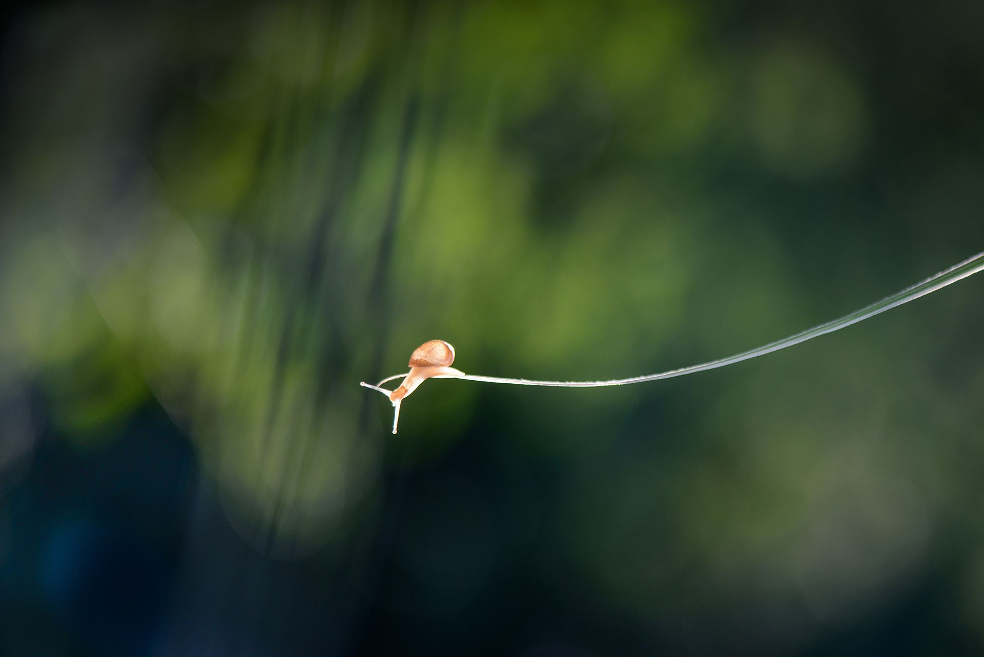 macro, macrophoto, snails, nature, forest, spring, tulips, flowers, макро, улитка, макрофото, улитки, боке, макроистории, природа, лес, вчувствование, созерцание, тишина, Быканова Виктория