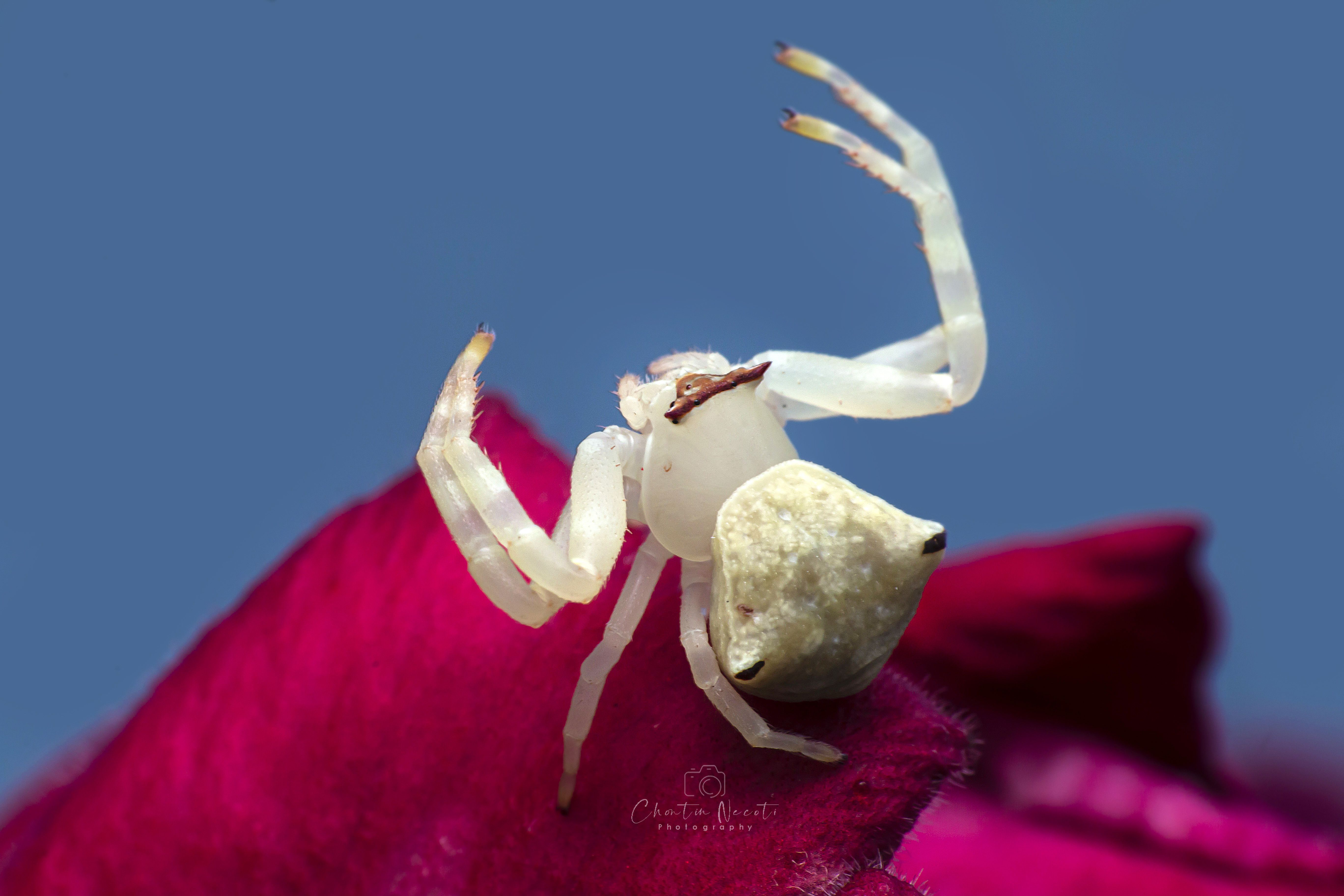 crab, spider, animal, nature, macro, focus, outside, outdoor, red, white, beauty, beautiful, NeCoTi ChonTin