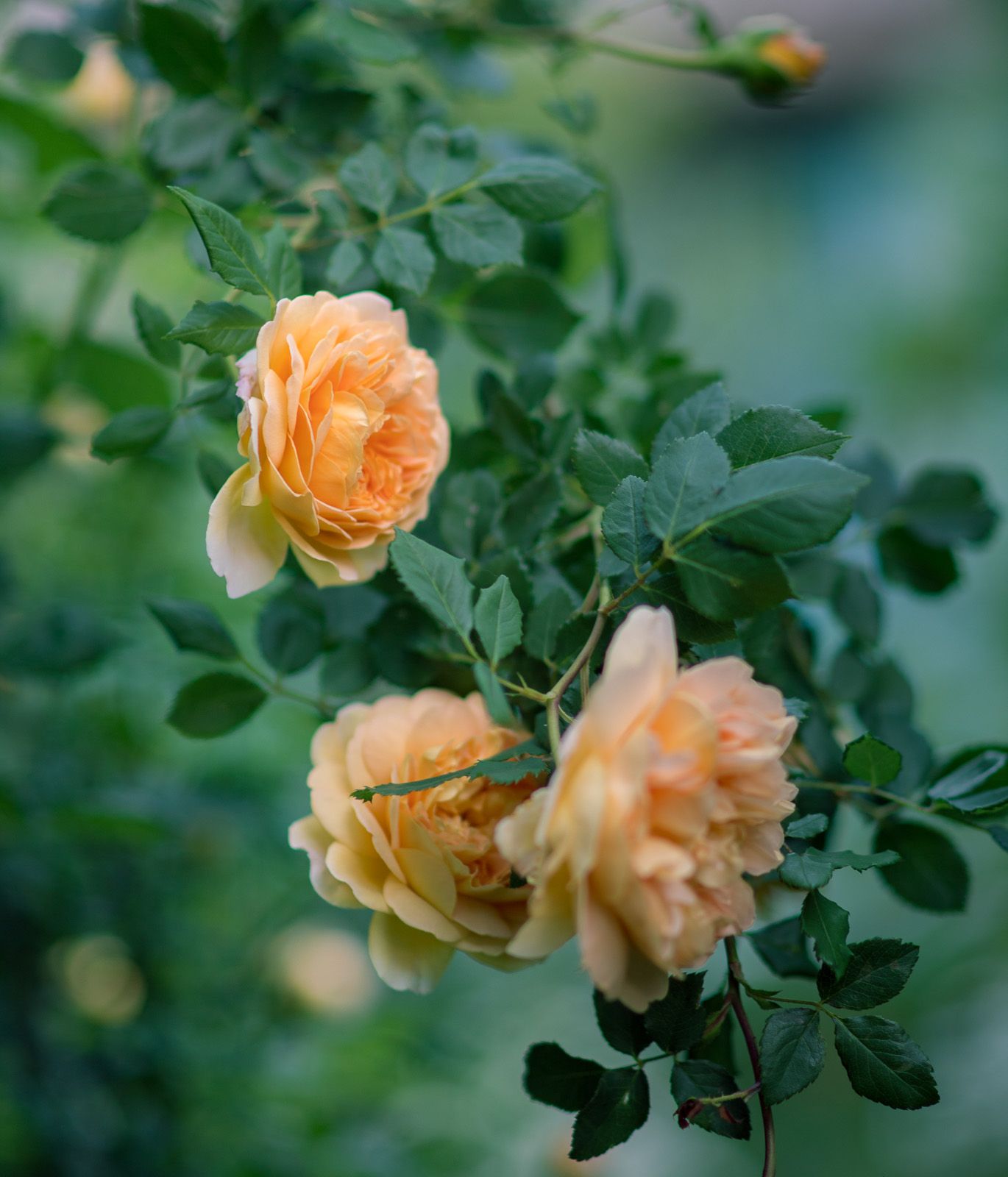 flowers, garden, golden celebration, rose, цветы, садовые, роза, Алексей Юденков