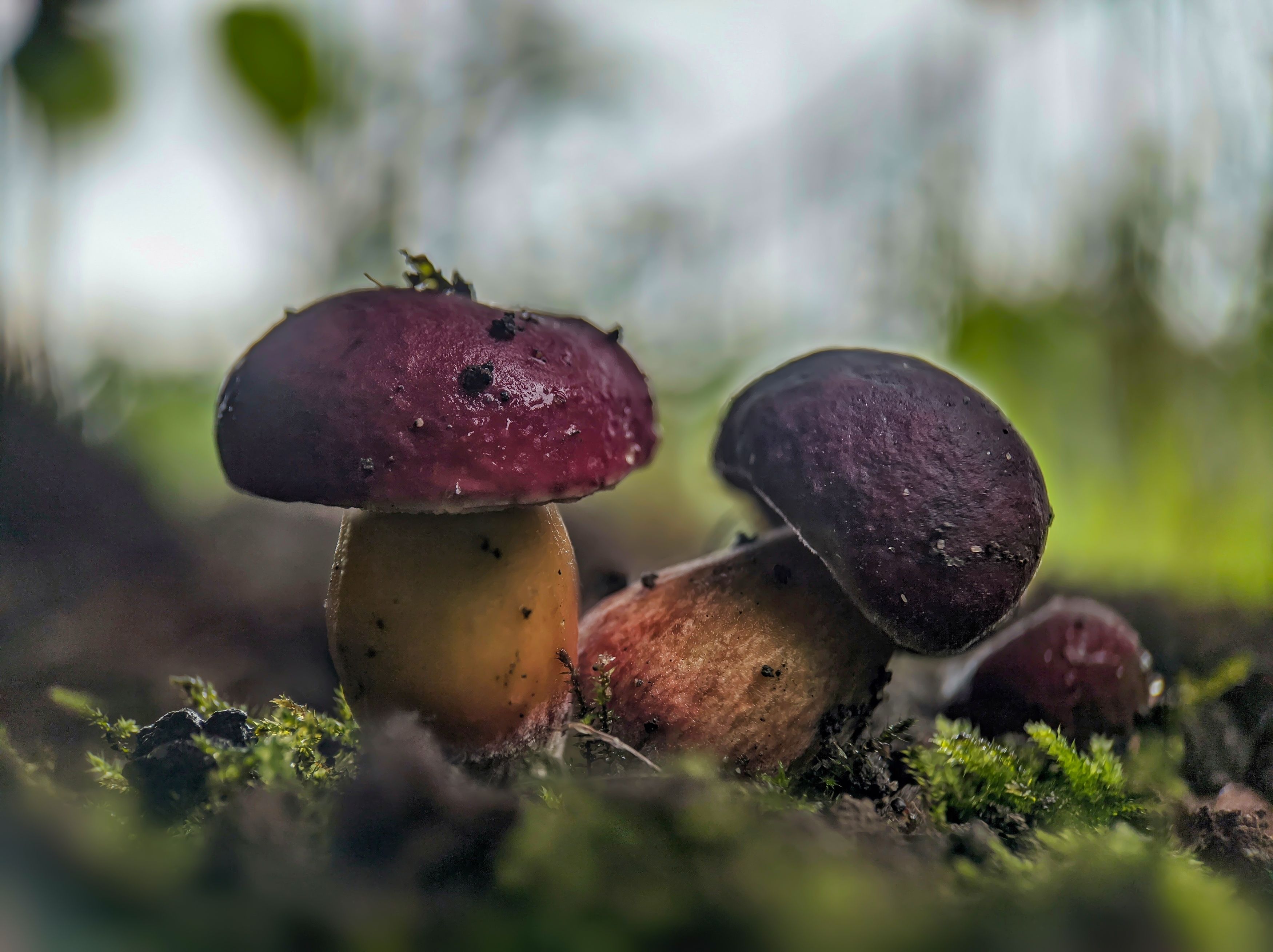 #xiaomi, , #mobilephotography, #macro, #mushroom, #fungi, #nature, Qvaraia Rati