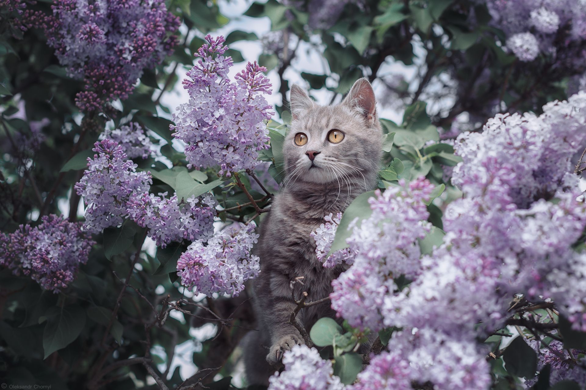 весна, май, кот, цветы, сирень, смешные животные,, Александр Чорный