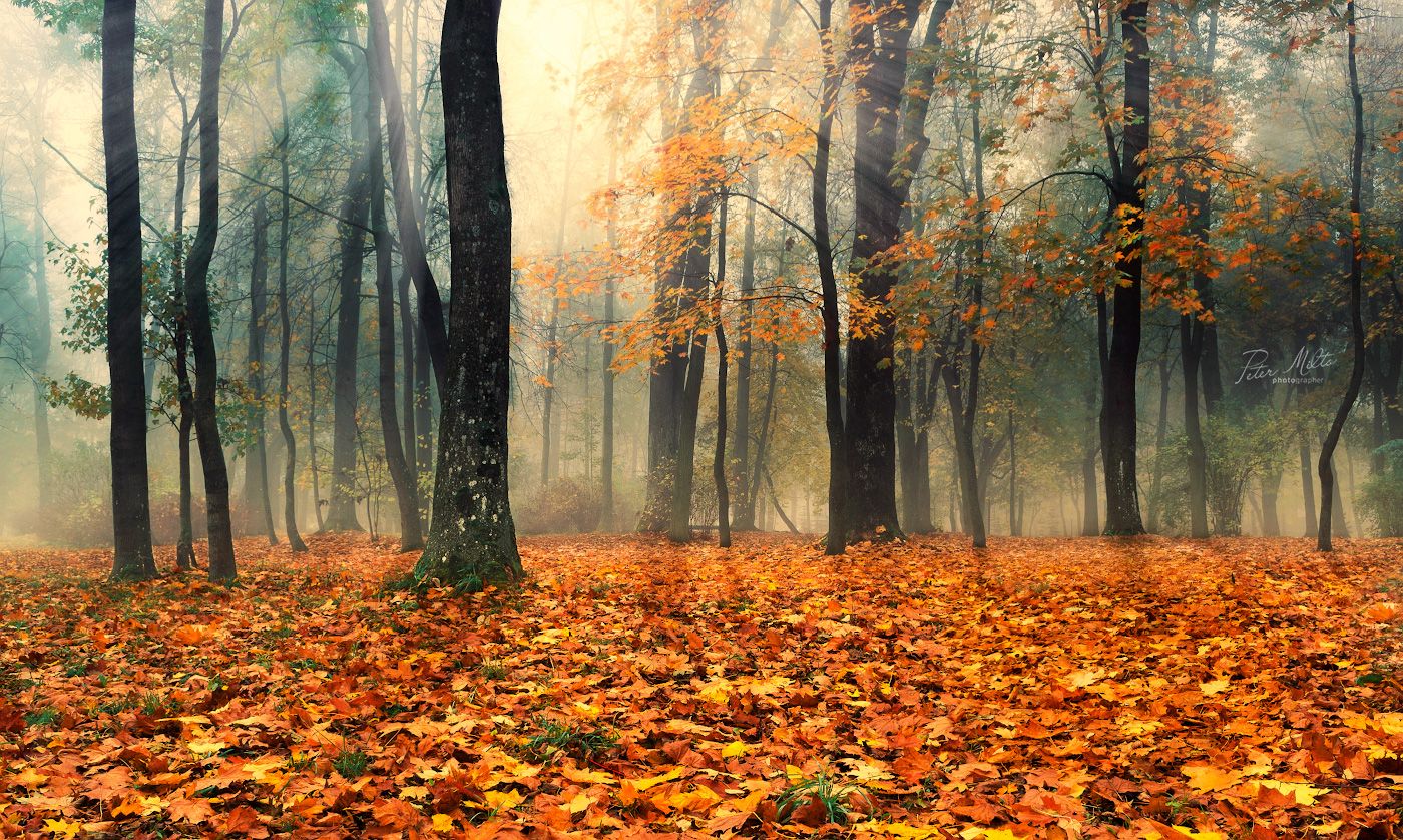 утро лес туман лучи солнце осень клен стволы свет тень листья, Peter Milto