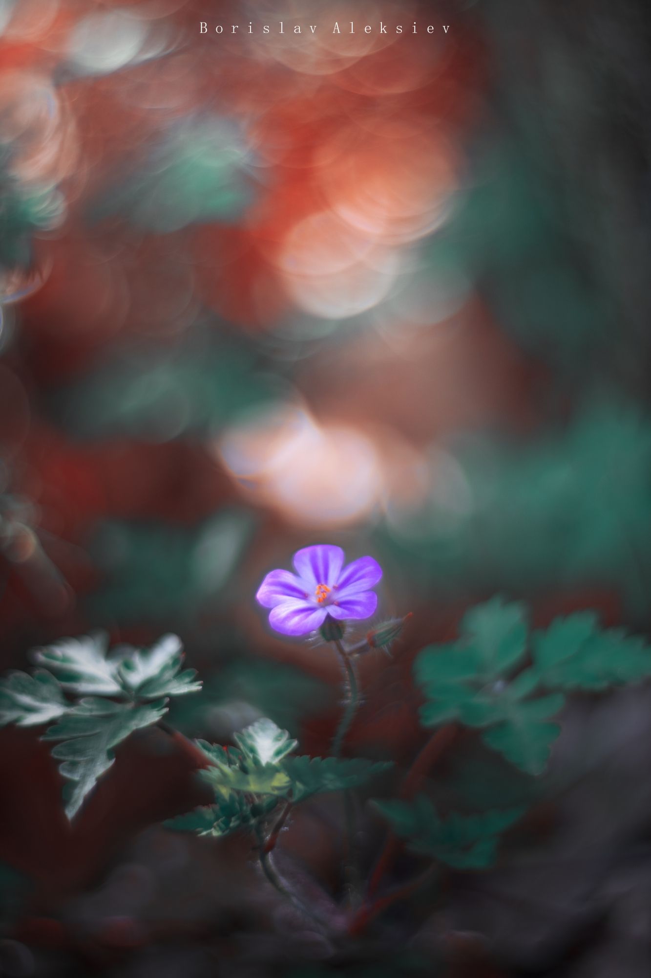 flowers,green,orange,nature,exterior,light,bokeh,, Борислав Алексиев