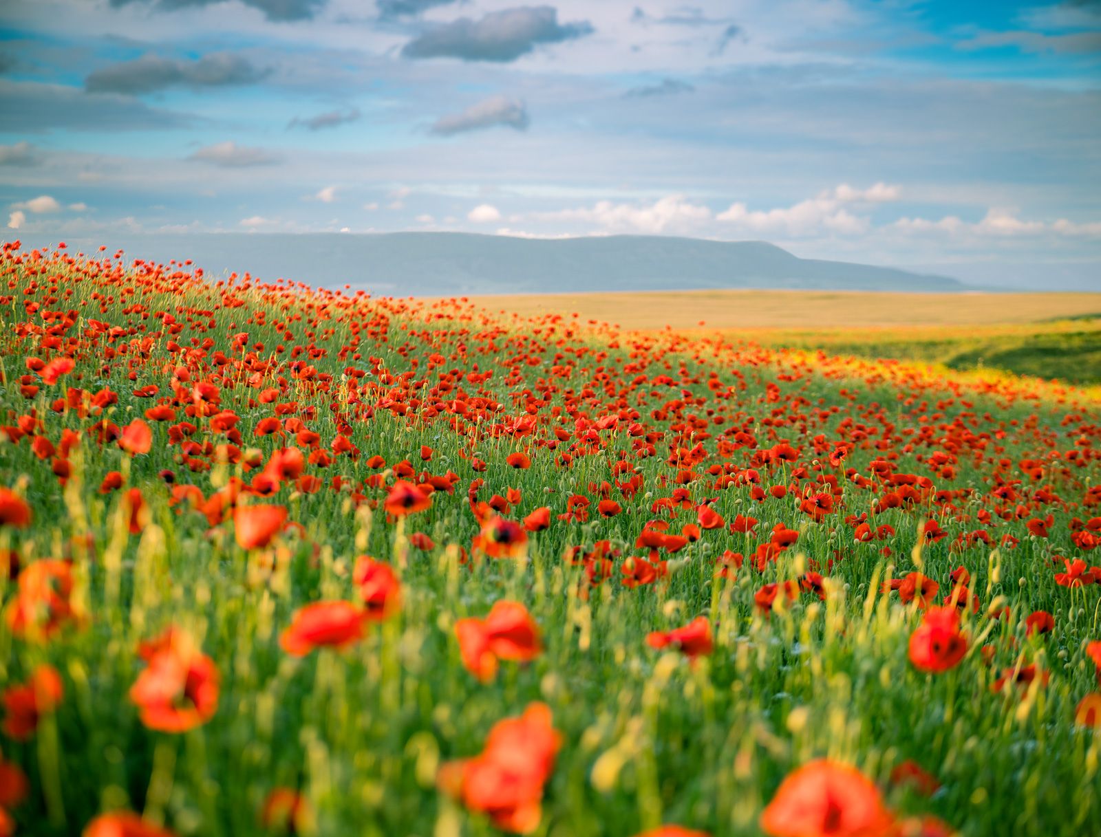 мак, весна, цветы, flowers, papaver, landscape, Алексей Юденков