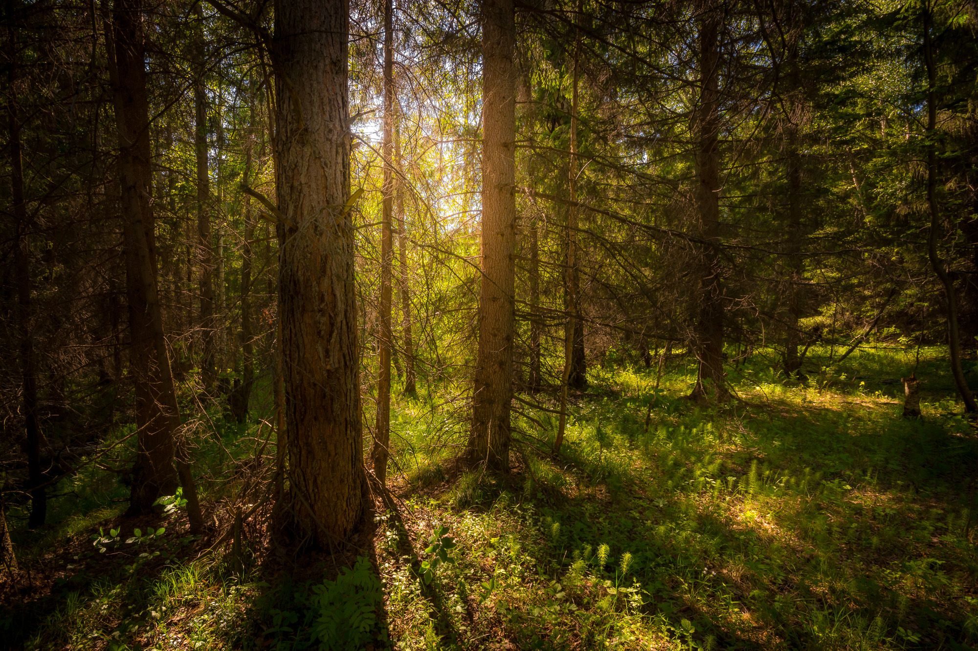 лес солнце лето деревья природа урал, Жданов Дмитрий