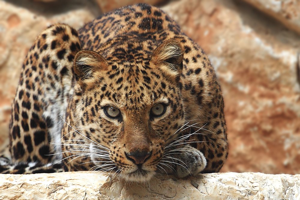 70200, 7D, Animals, Leopard, Животные, Леопард, Yuri Gomelsky