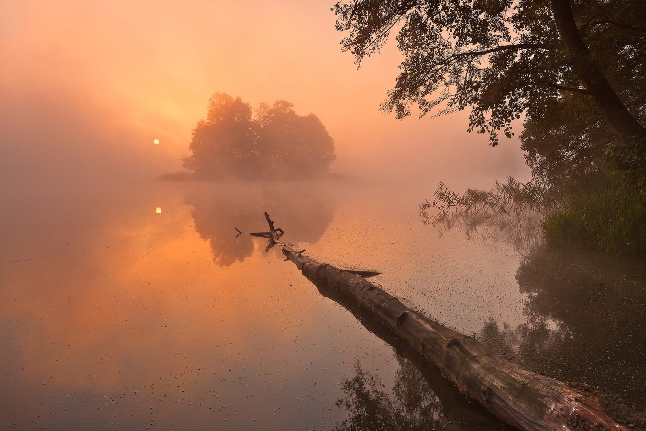 fog, foggy, golden, lake, masuria, mist, poland, sokol, sunrise, tree, warmia, wood, Łukasz Sokół