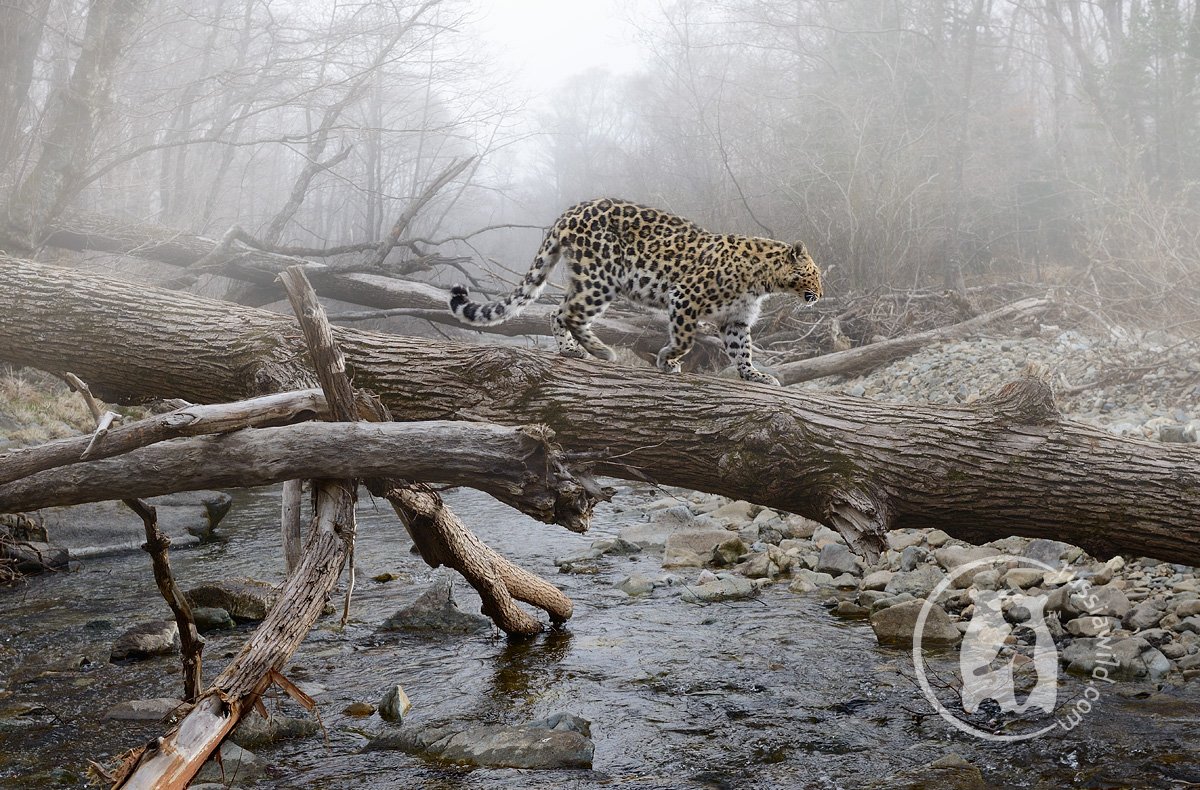 дальневосточный леопард, дикая природа россии, николай зиновьев, Николай Зиновьев