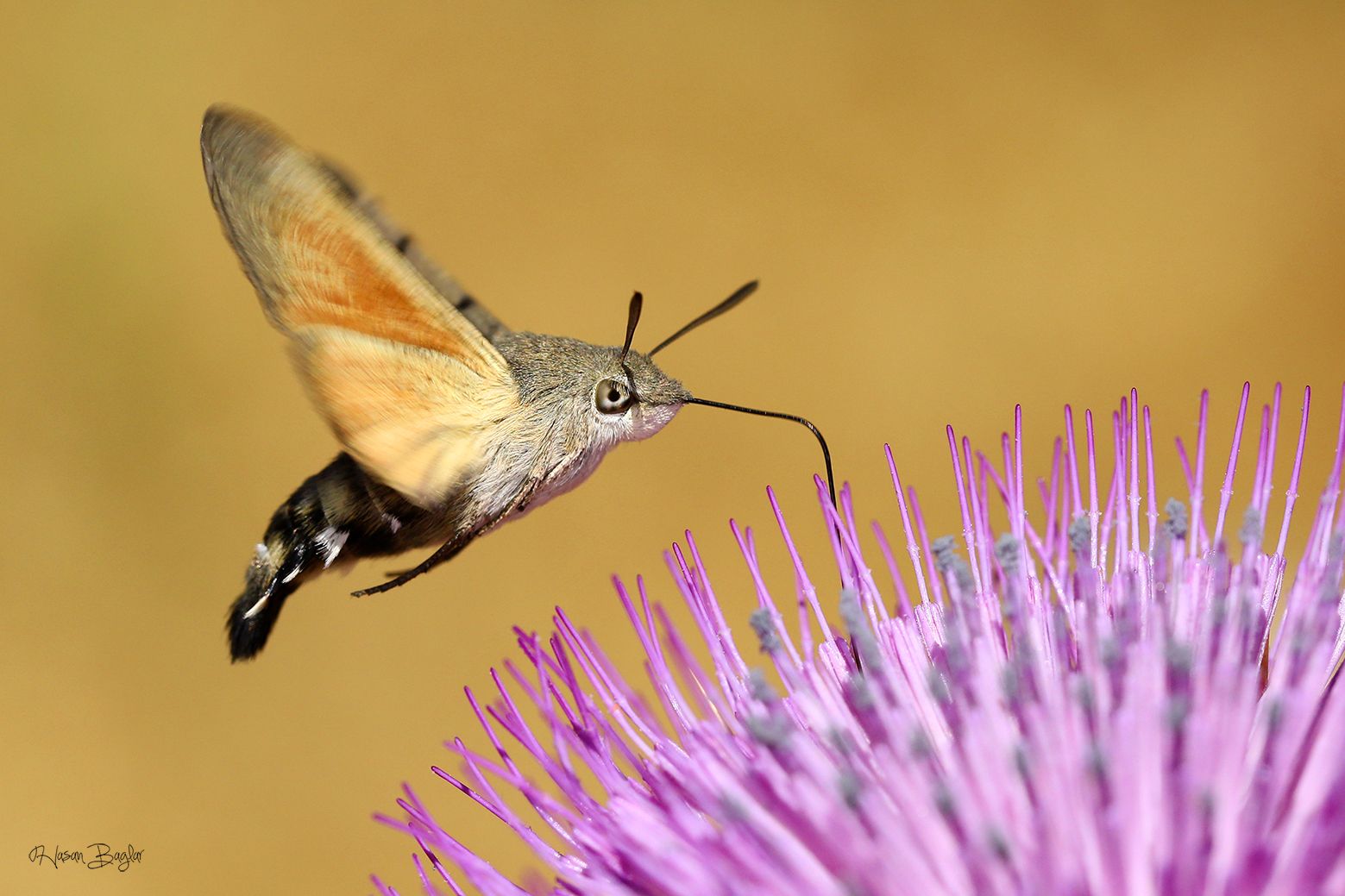 #moth #macro #macrohotography #nature #closeup #northcyprus, Baglar Hasan