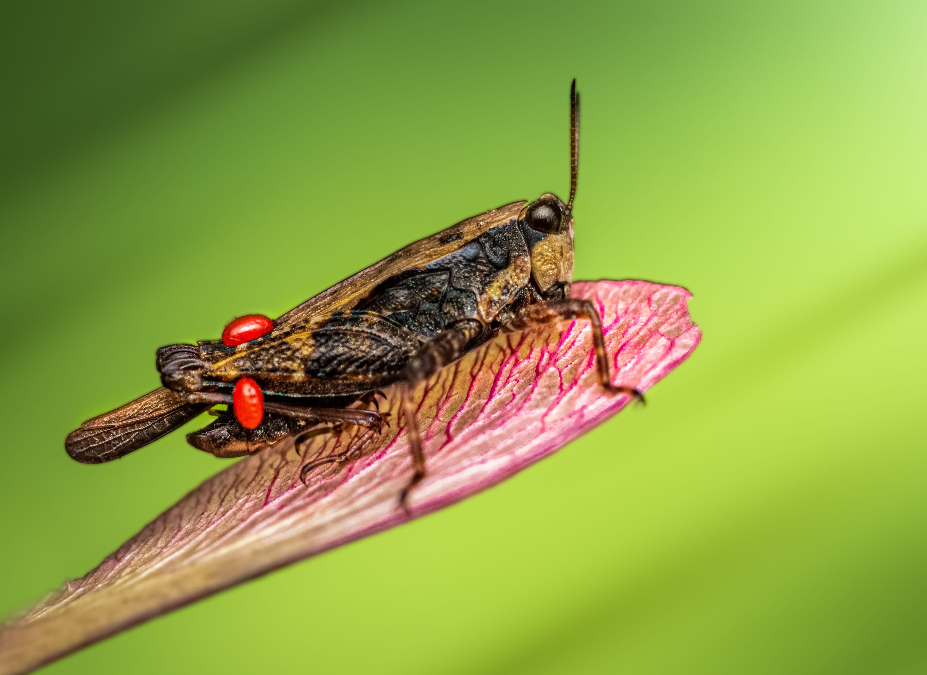 insect, beetle, bug, bugs, leaf, grass, macro, spring, love, grasshopper,, Atul Saluja