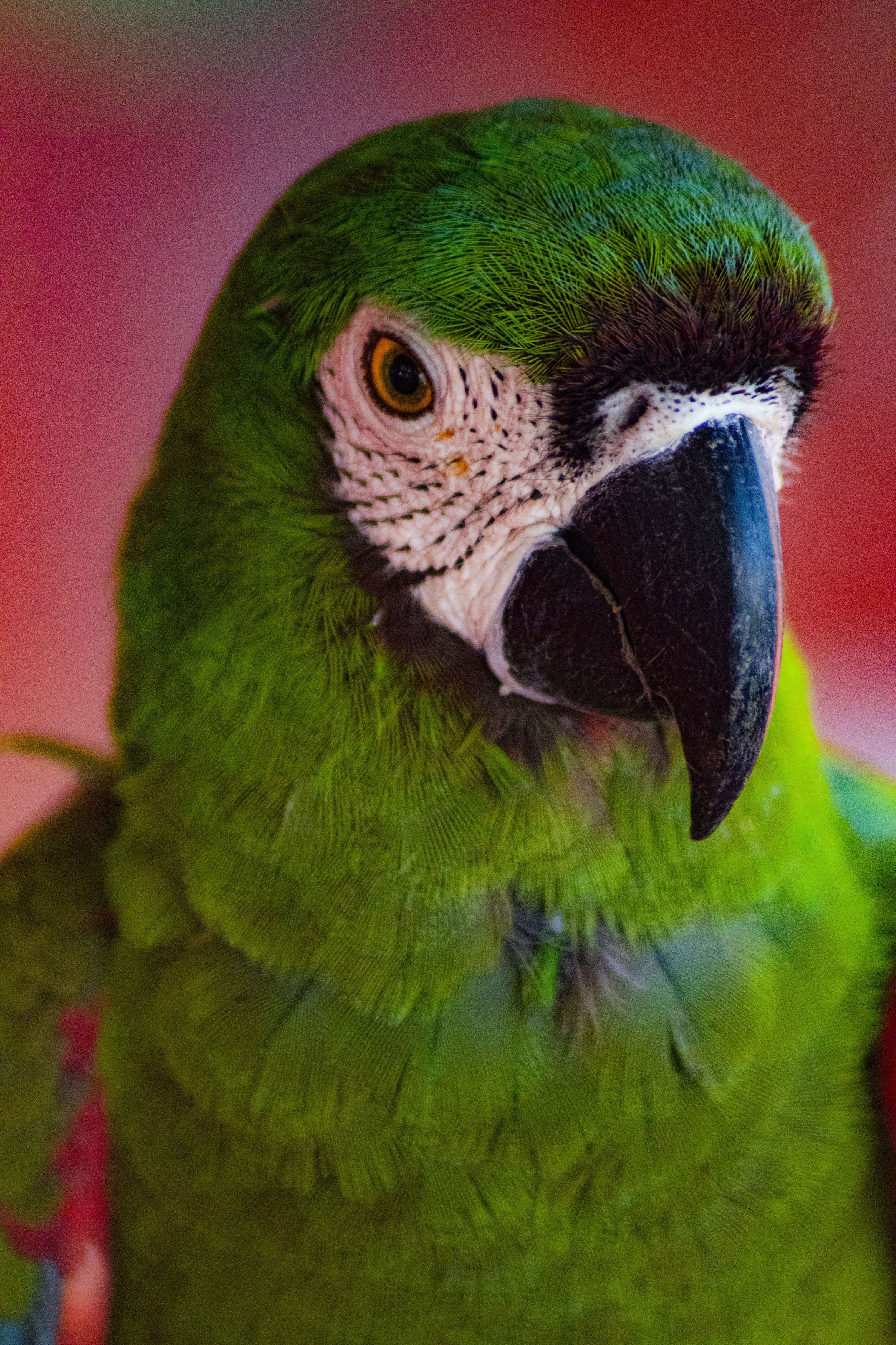 bird,colours,portrait,, Laverde Yako