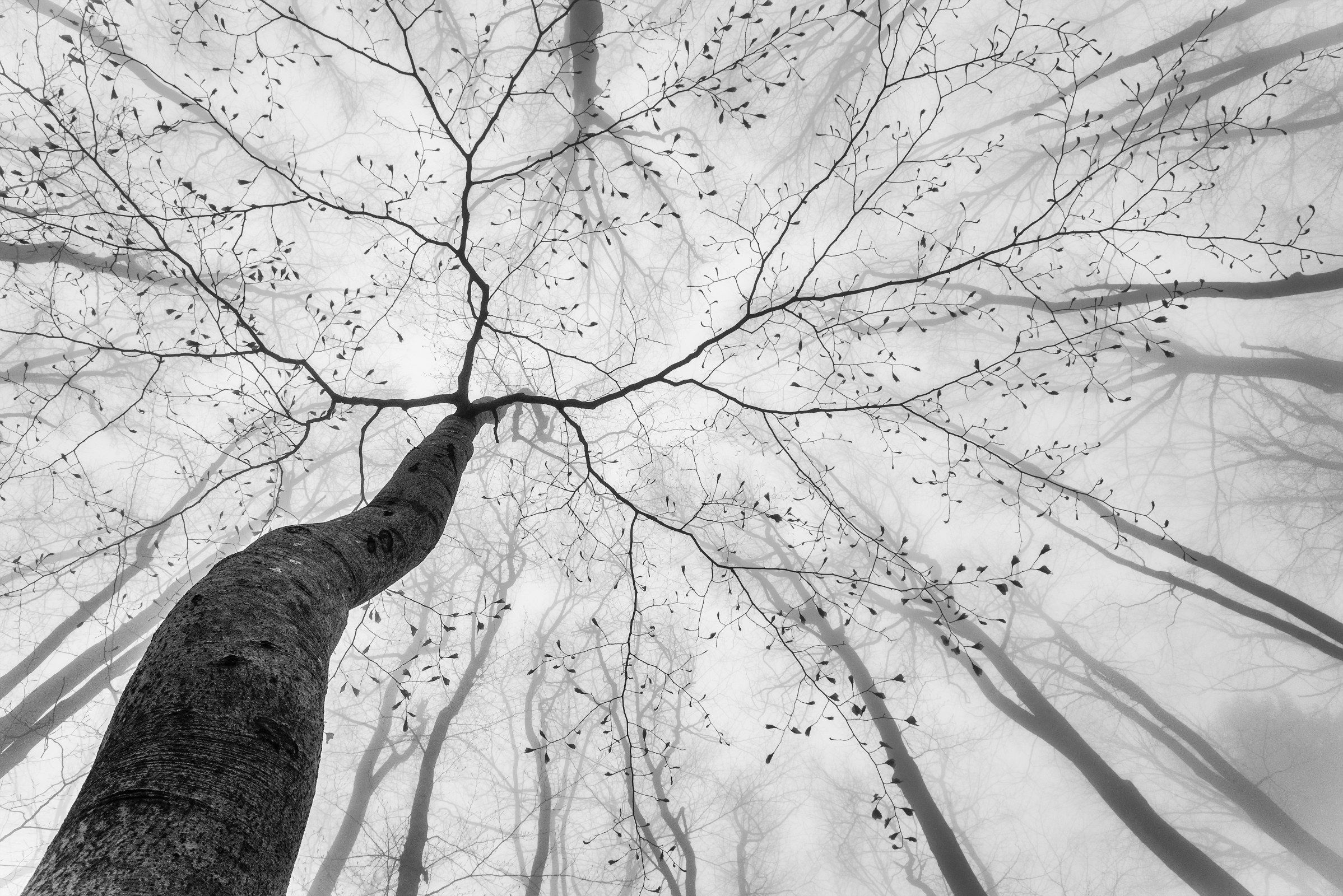 tree,treetops,foggy,spring,beech,tree trunk,shapes, Tom Pavlasek