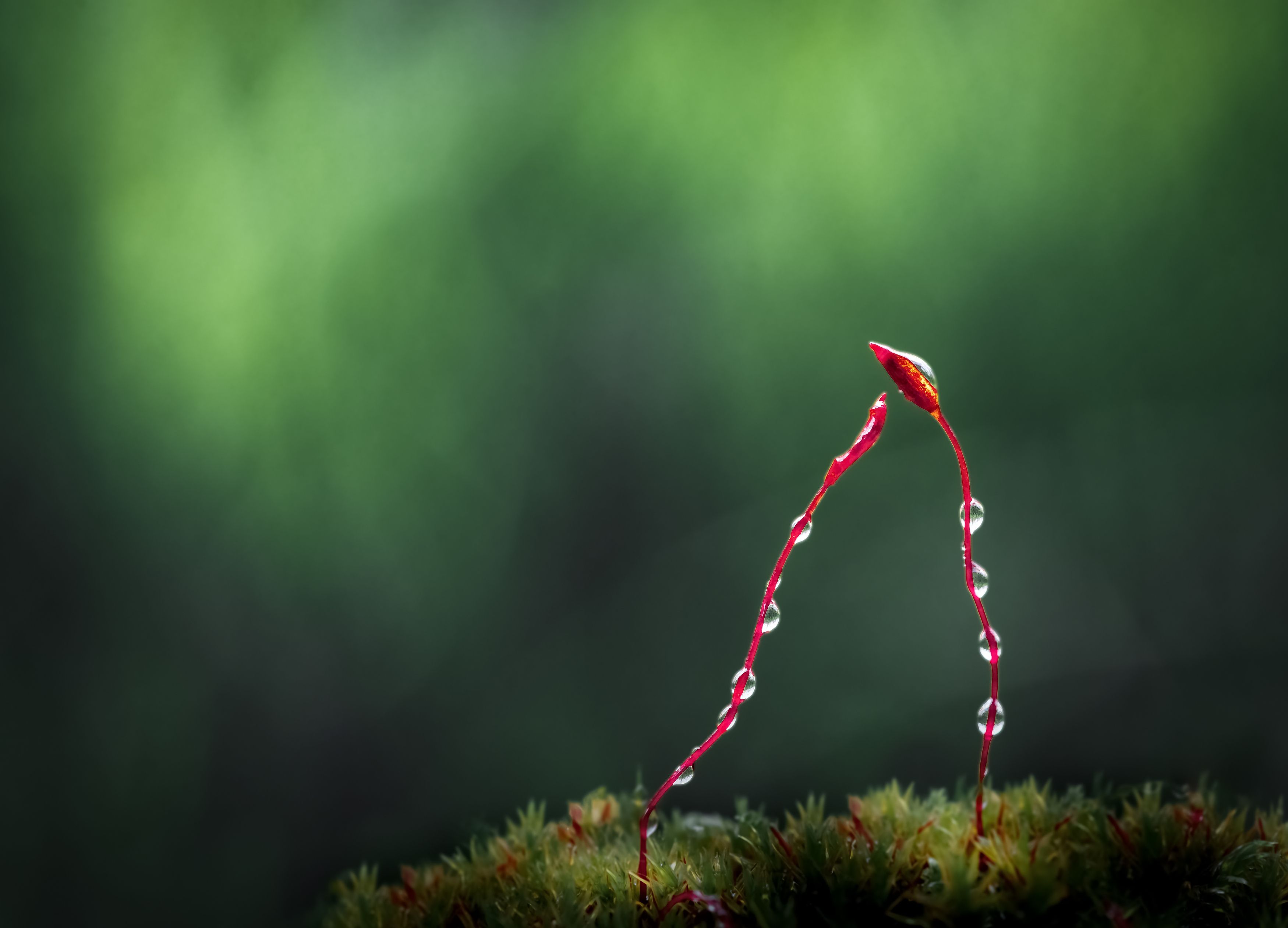 grass, moss, lichen, wet, rain, drops, drop, dew, morning, artistic, Atul Saluja