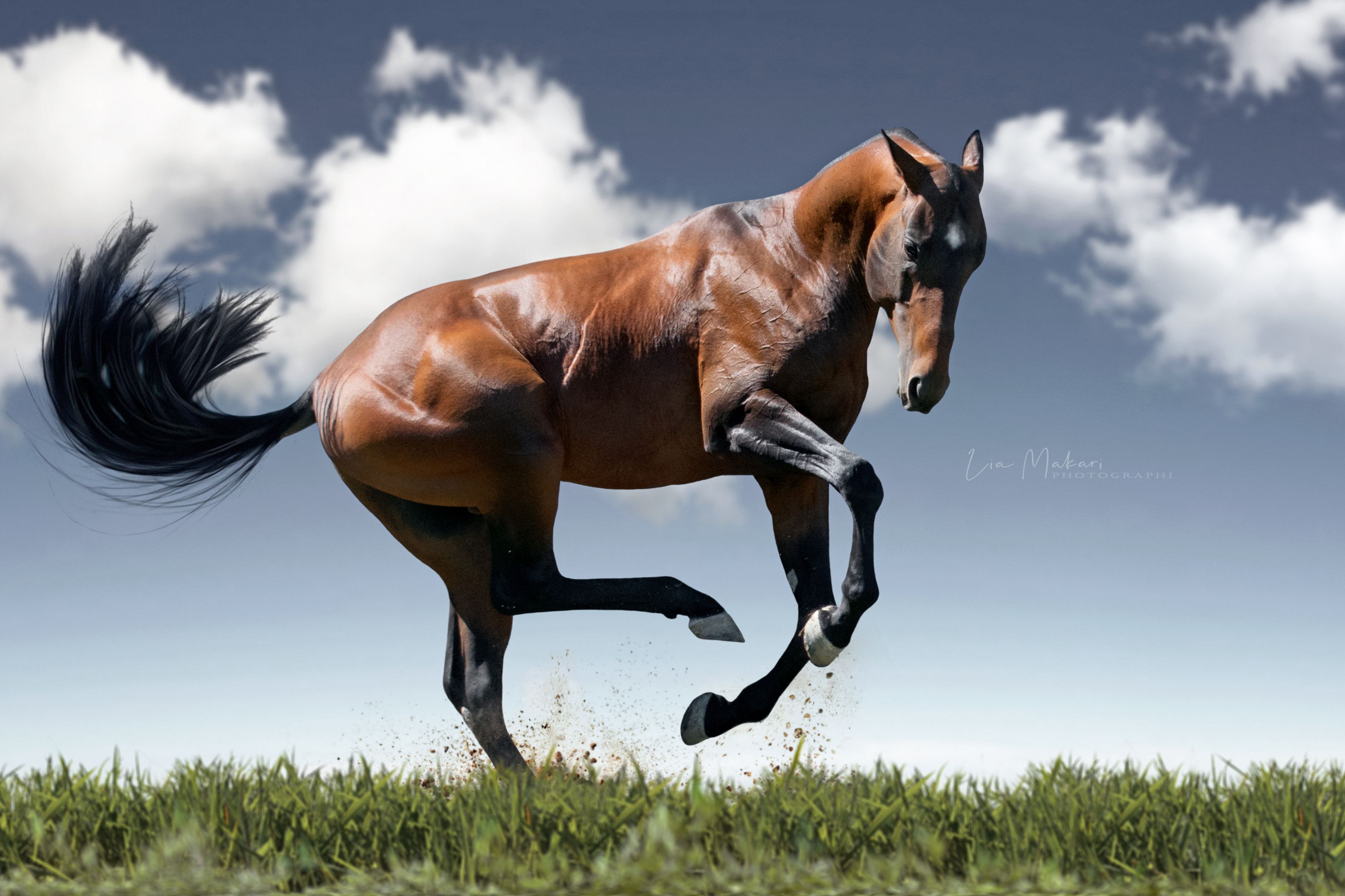 Лошадь, Лия Макари