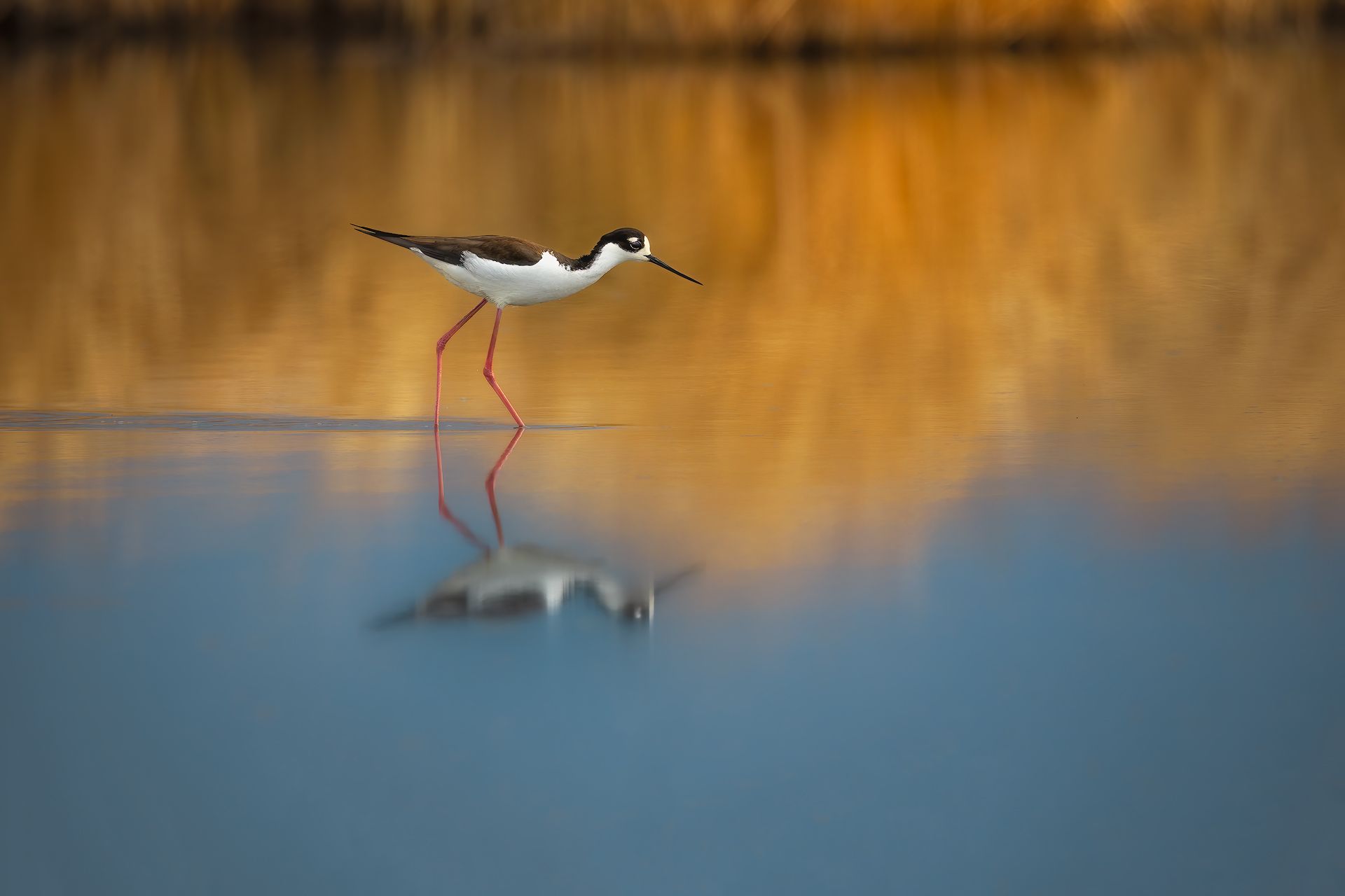 wildlife, animal, bird, mirror, lake, water, reflection, detail, autumn, spring, strolling, Zhao Huapu