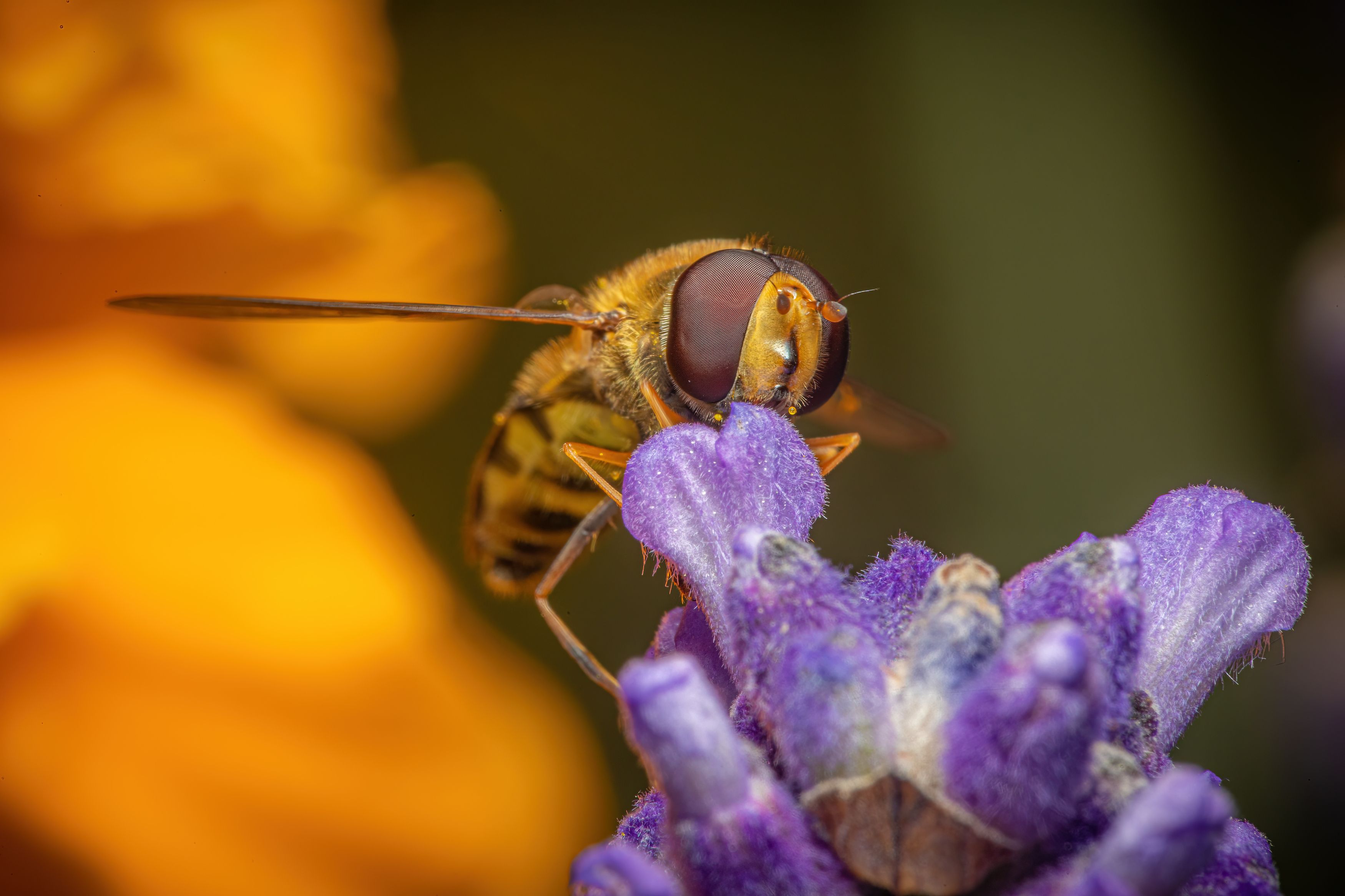 hoverfly, macro, insect, fauna, flora, nature, Michael Mettier