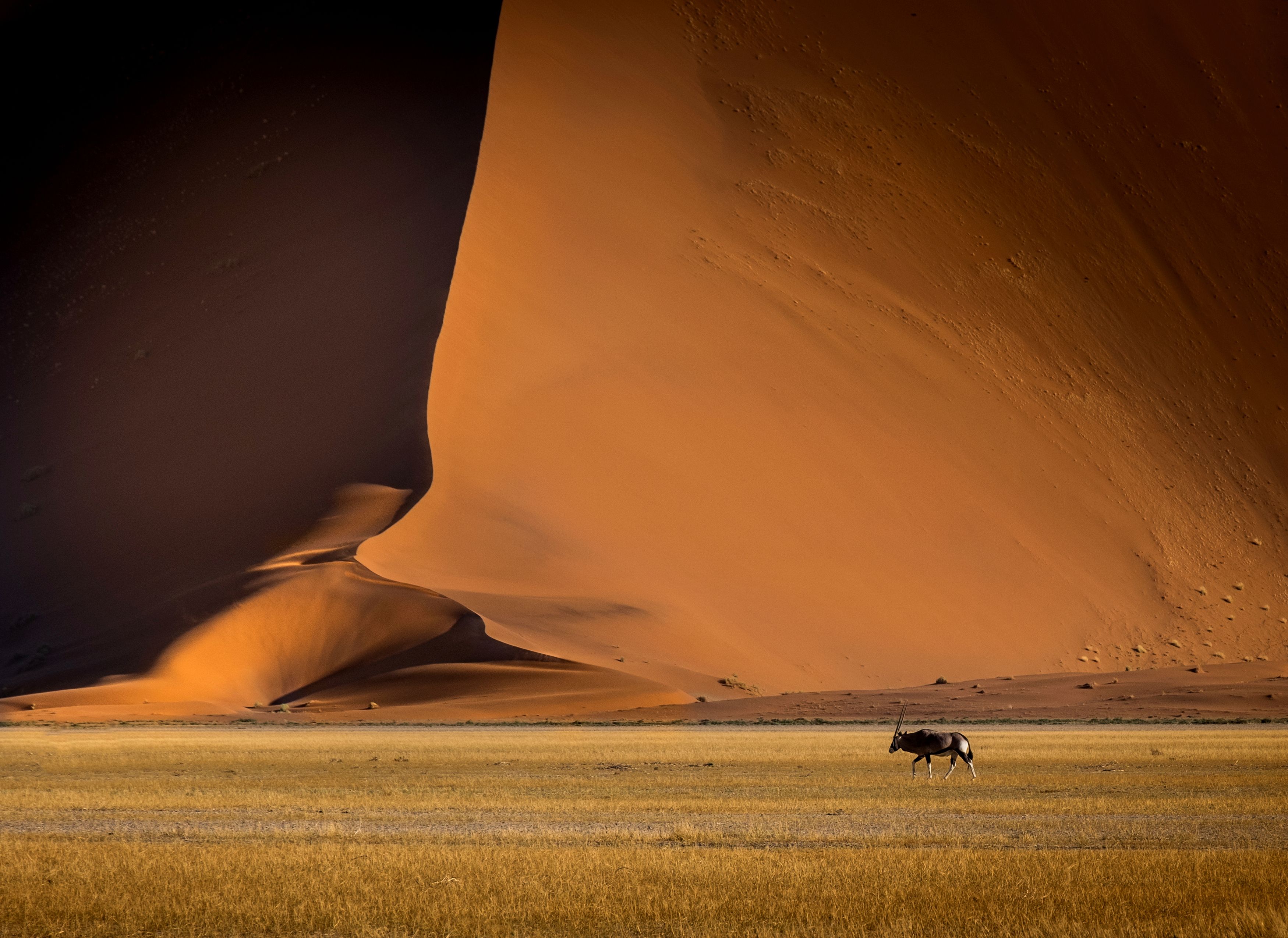 намибия, нд, соссусфлей, орикс, дюна, намиб, пустыня, sand, desert, namibia, sossusvlei, namib, dunes, africa, африка, песок, намибия нд, Демкина Надежда