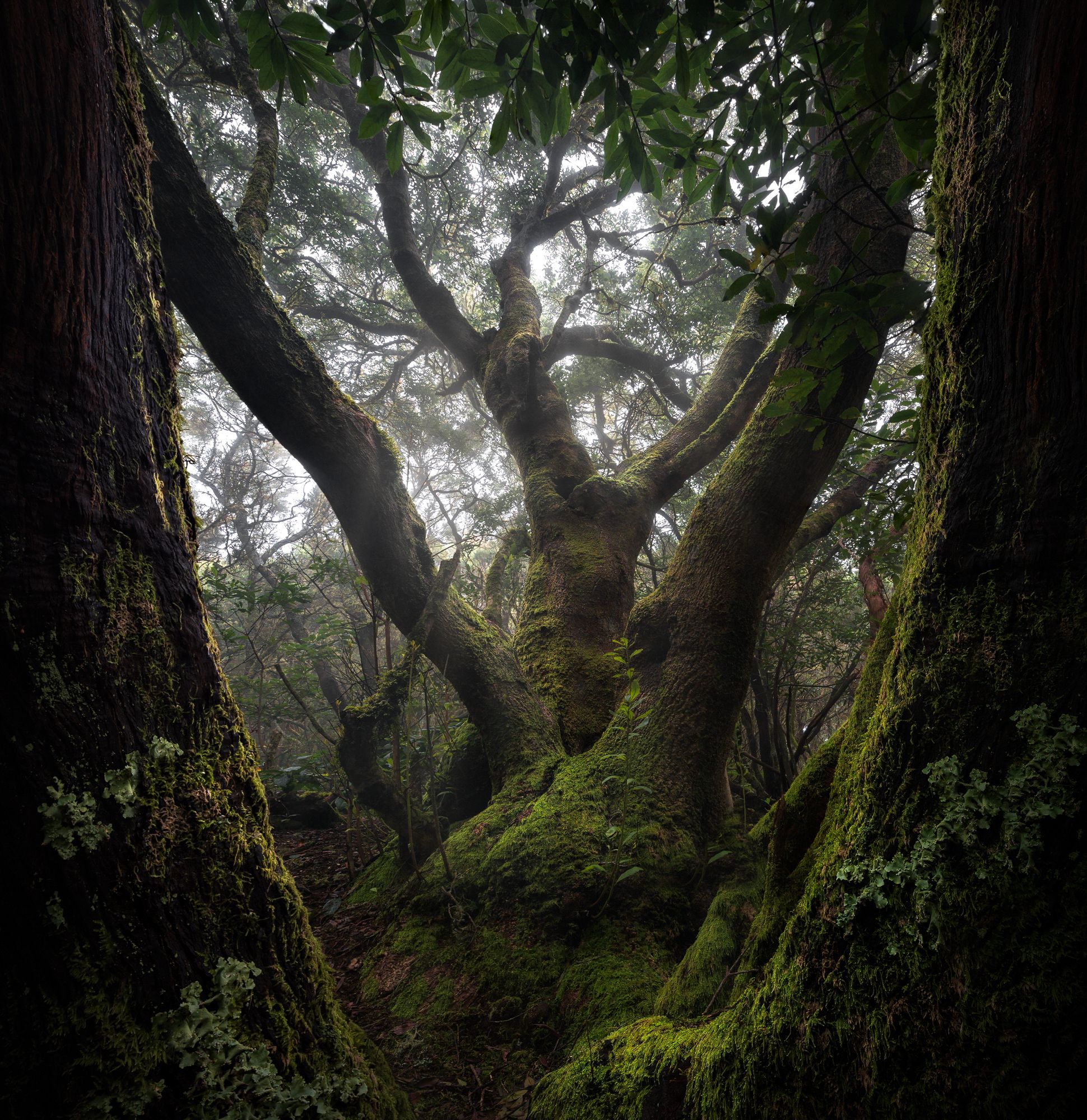 Landscape forest tree green mood fog misty canary laurisilva tenerife spain, Stefano Balma