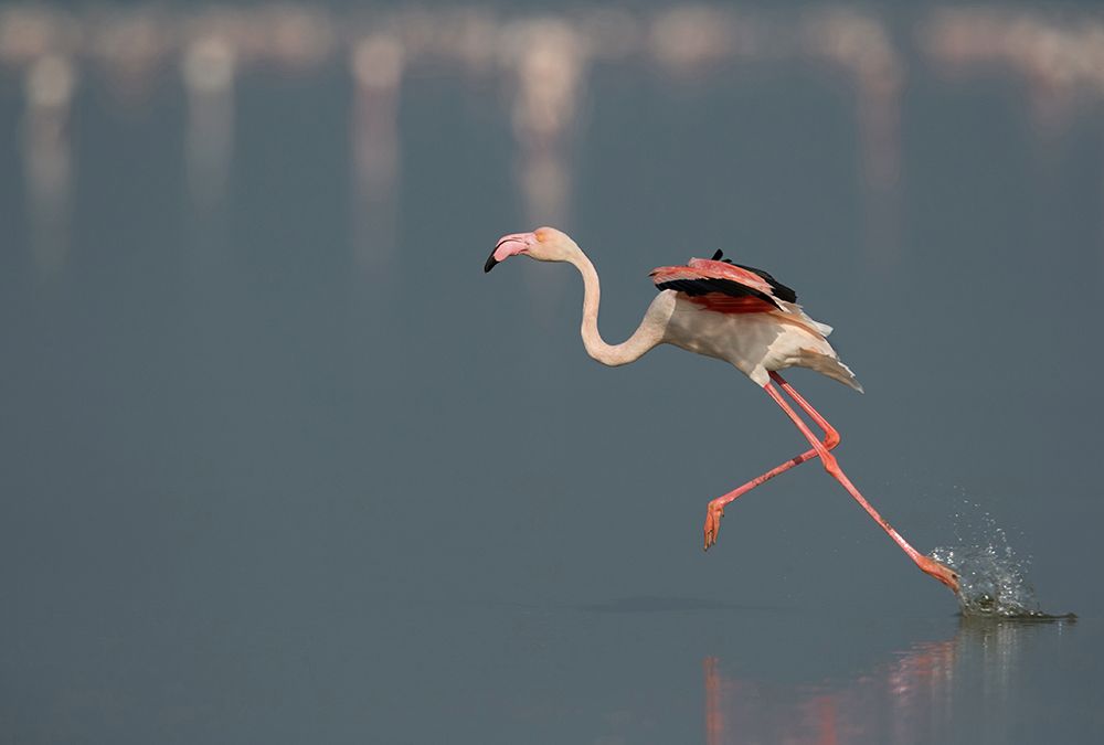 Greater Flamingo , Dr Ajay Kumar Singh