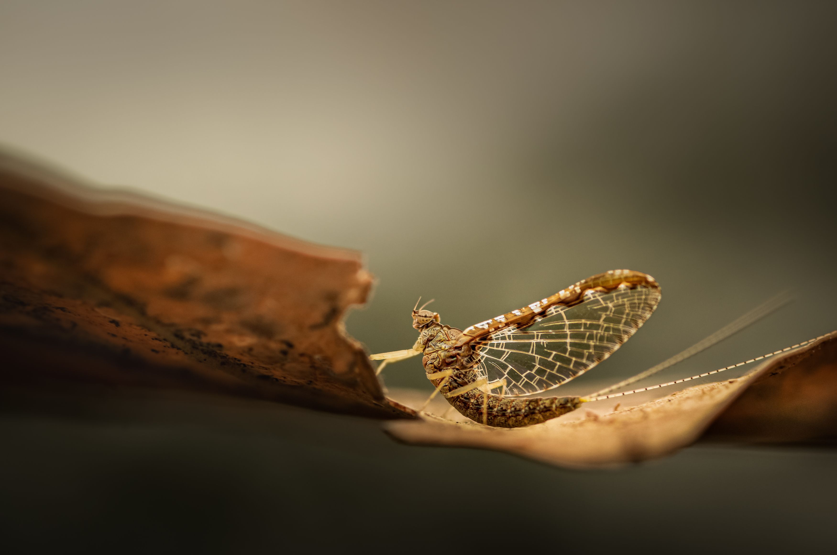 insect, beetle, bug, bugs, leaf, grass, macro, spring, love, mayfly, autumn,, Atul Saluja