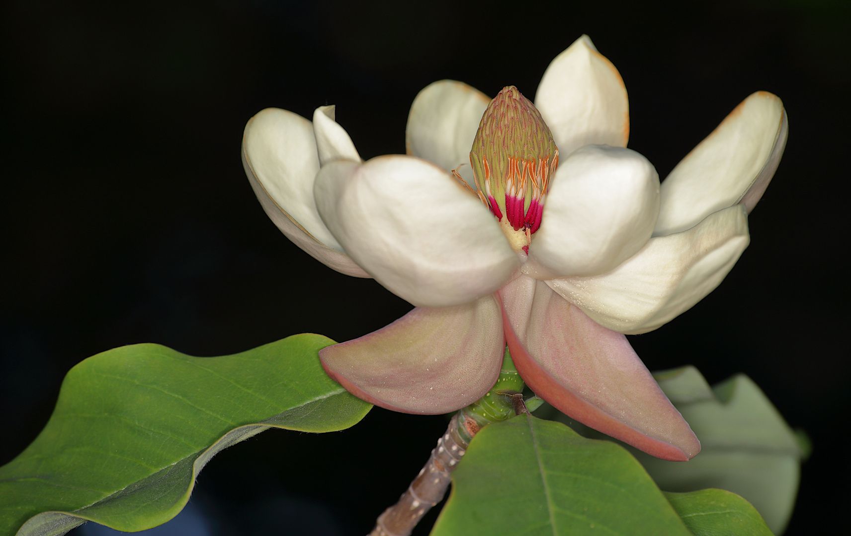 magnolia, Александр Зорин