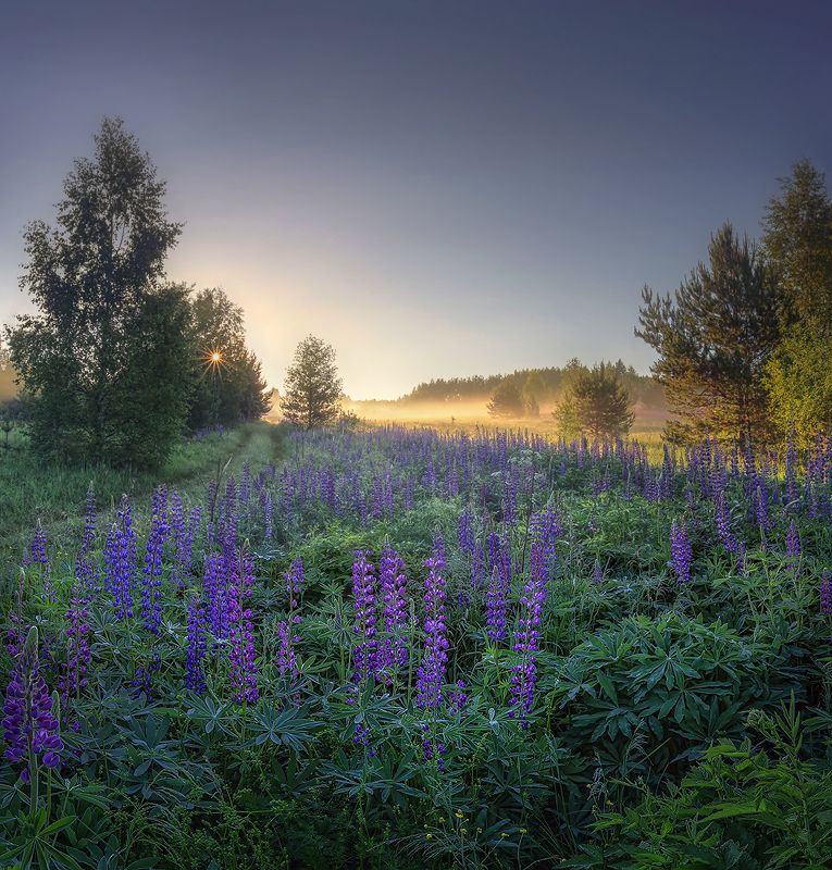 пейзаж лето рассвет туман люпины, Александр Бархатов