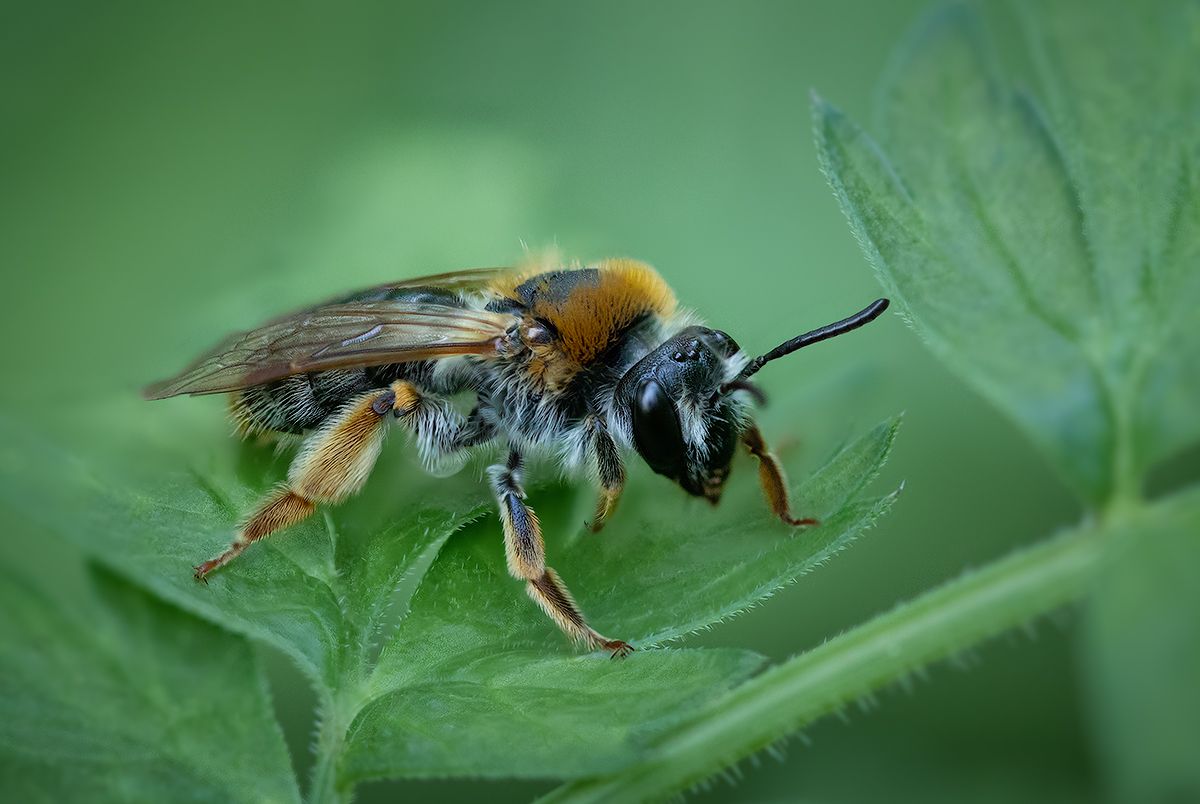 макро, пчела, насекомое, macro, nature, bee, Хилько Марина