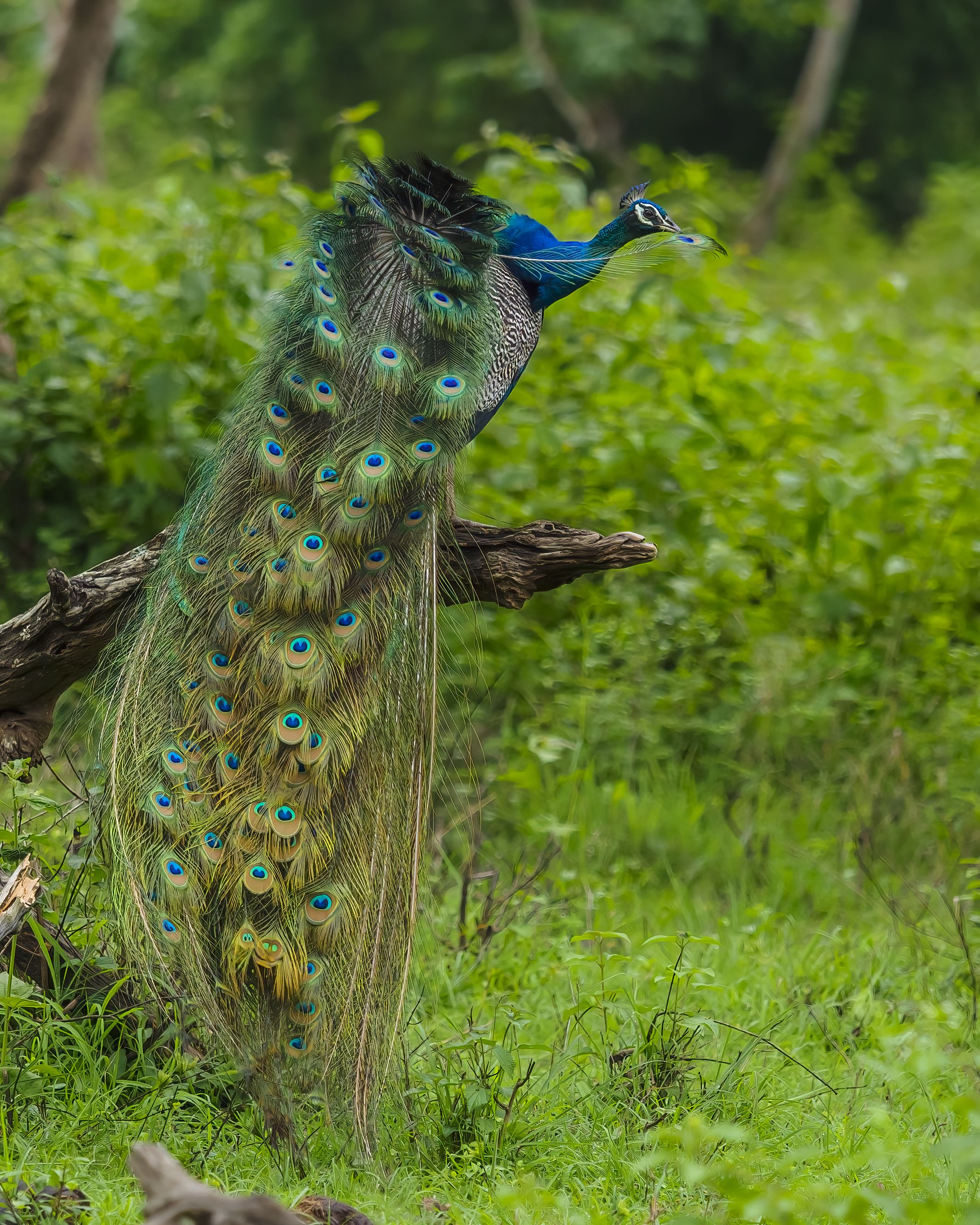 , Venkat Mangudi