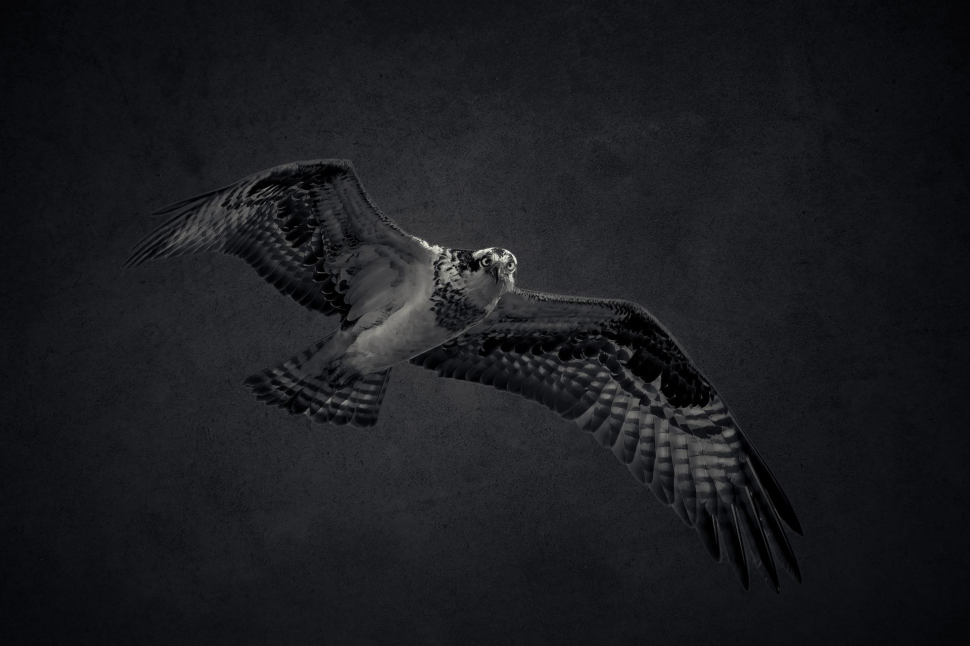hawk, eagle, bird, animal, nature, monochrome, creative, portrait, Zhao Huapu