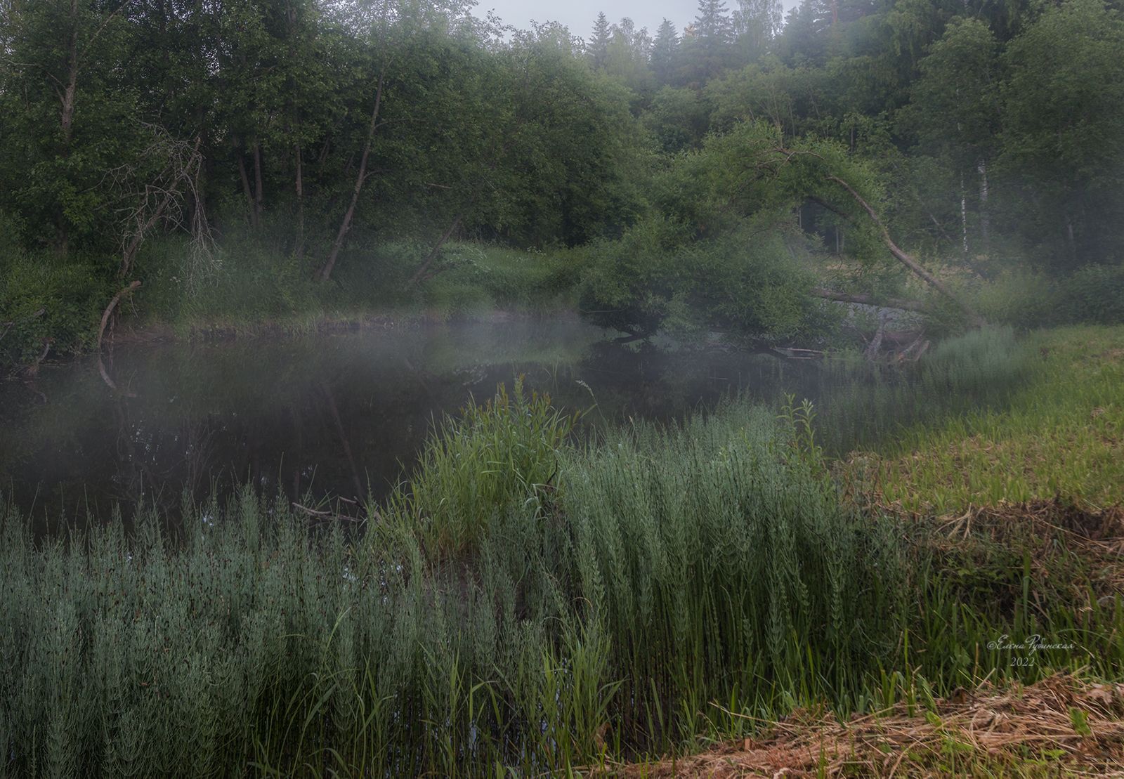 река, утро, туман, лето, костромская область, щелыково, пейзаж, Елена Рубинская