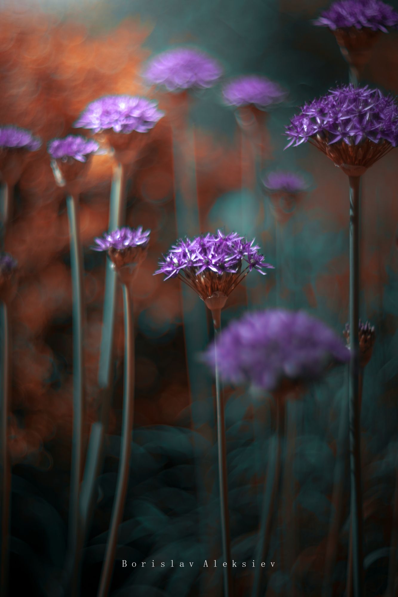 purple,bokeh,flowers,nature,zenit,helios,, Борислав Алексиев
