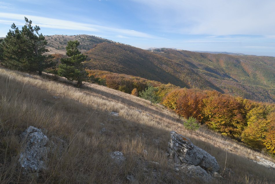 , Саша  Вайсберг / Waldschnepfe /