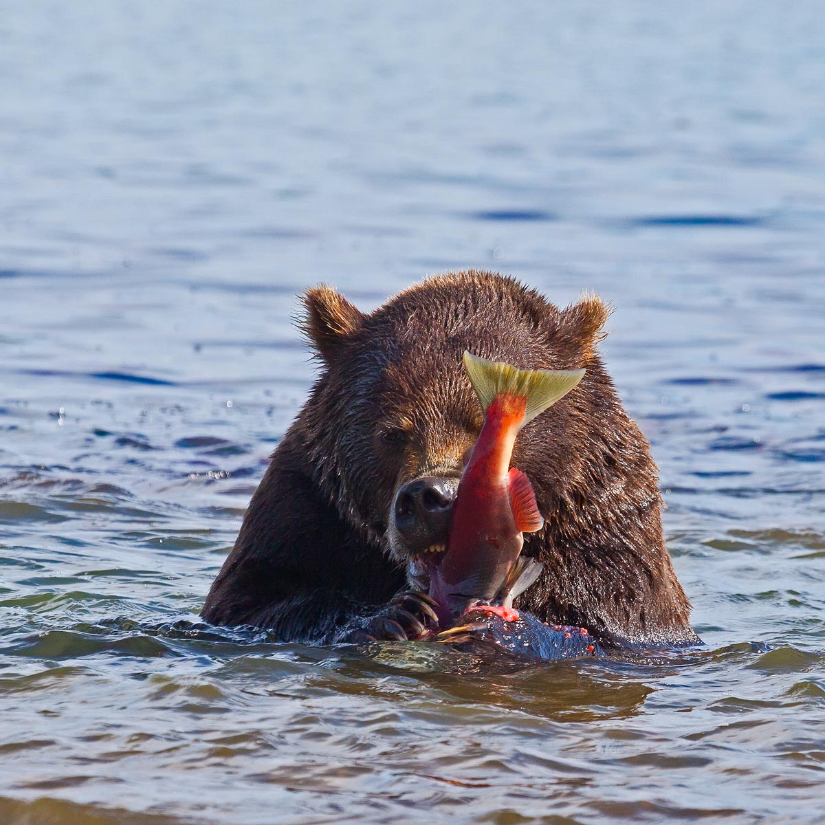 медведь, камчатка, курильское озеро, южно-камчатский заказник, Дмитрий Уткин