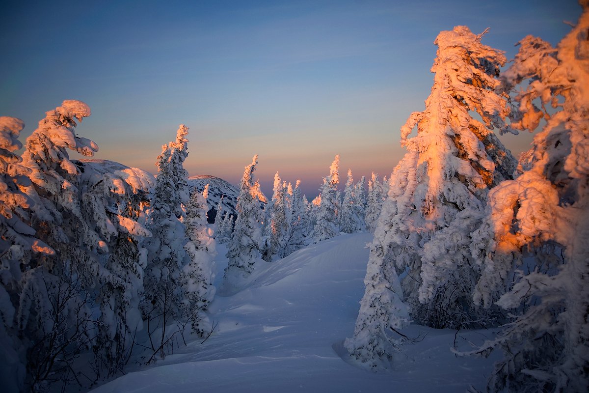 вечер, зима, пихты, снег, шерегеш, гора зелёная, горная шория, Валерий Пешков