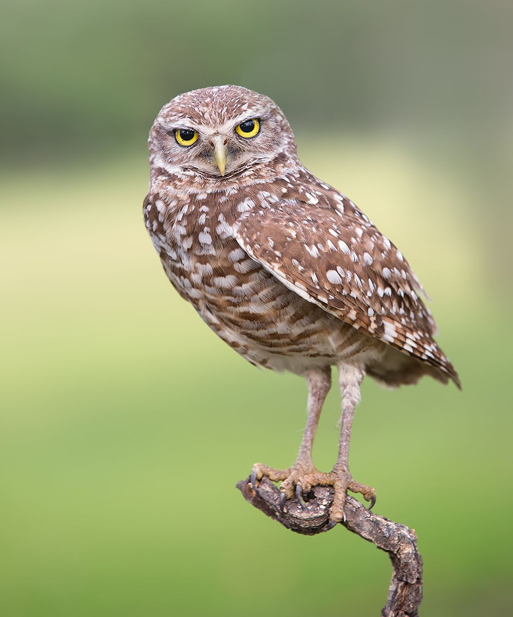 кроличий сыч, florida, burrowing owl, owl, флорида,сыч, Etkind Elizabeth