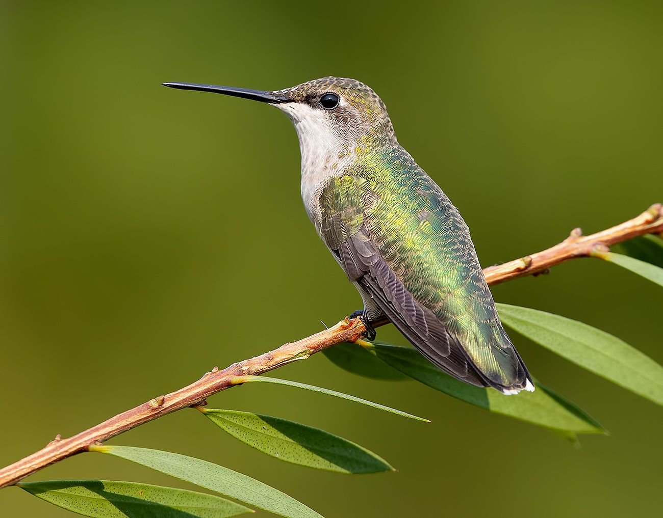 колибри,ruby-throated hummingbird, hummingbird, Etkind Elizabeth