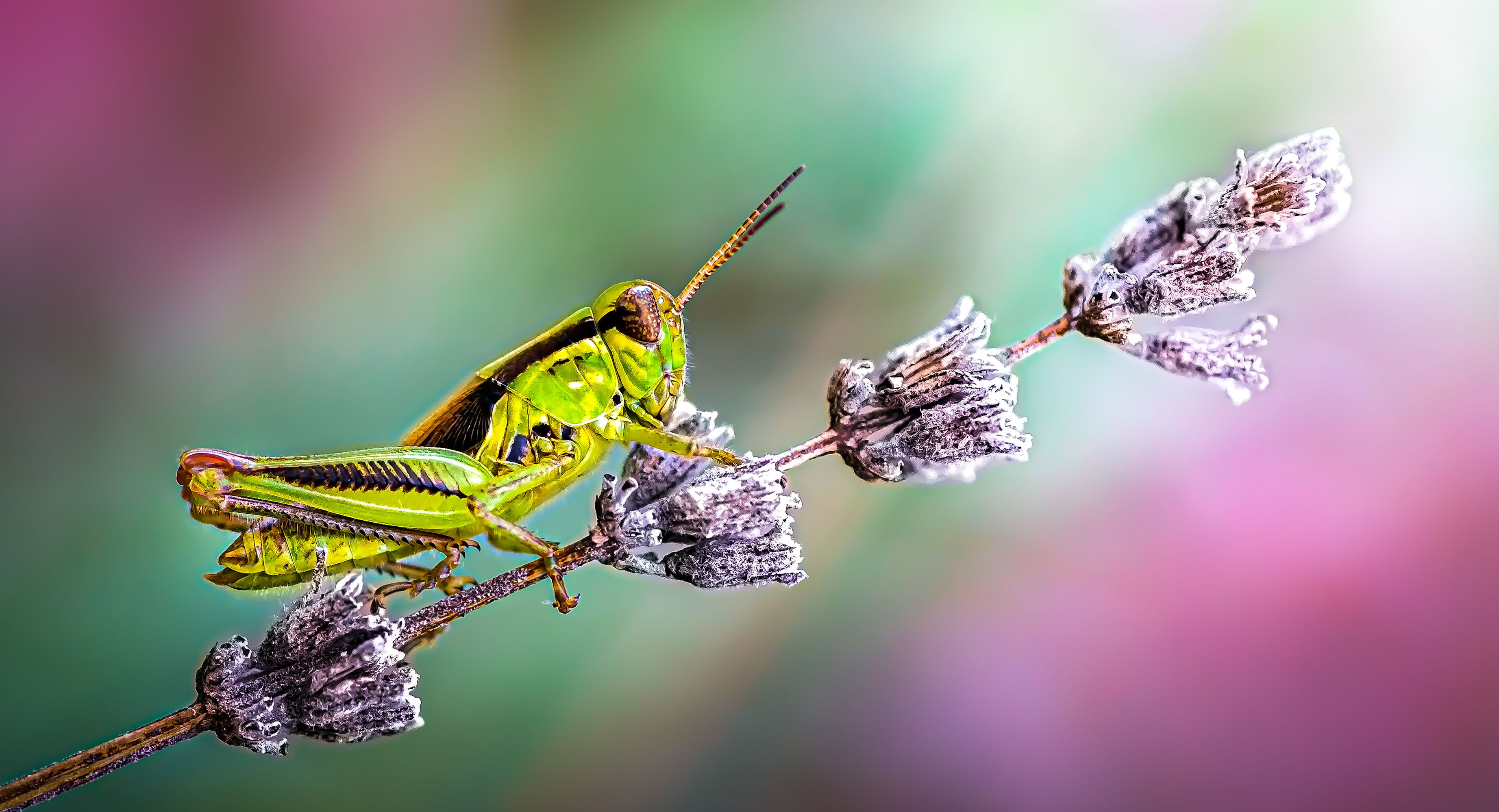 insect, beetle, bug, bugs, leaf, grass, macro, spring, love, grasshopper, grass, hopper,, Atul Saluja