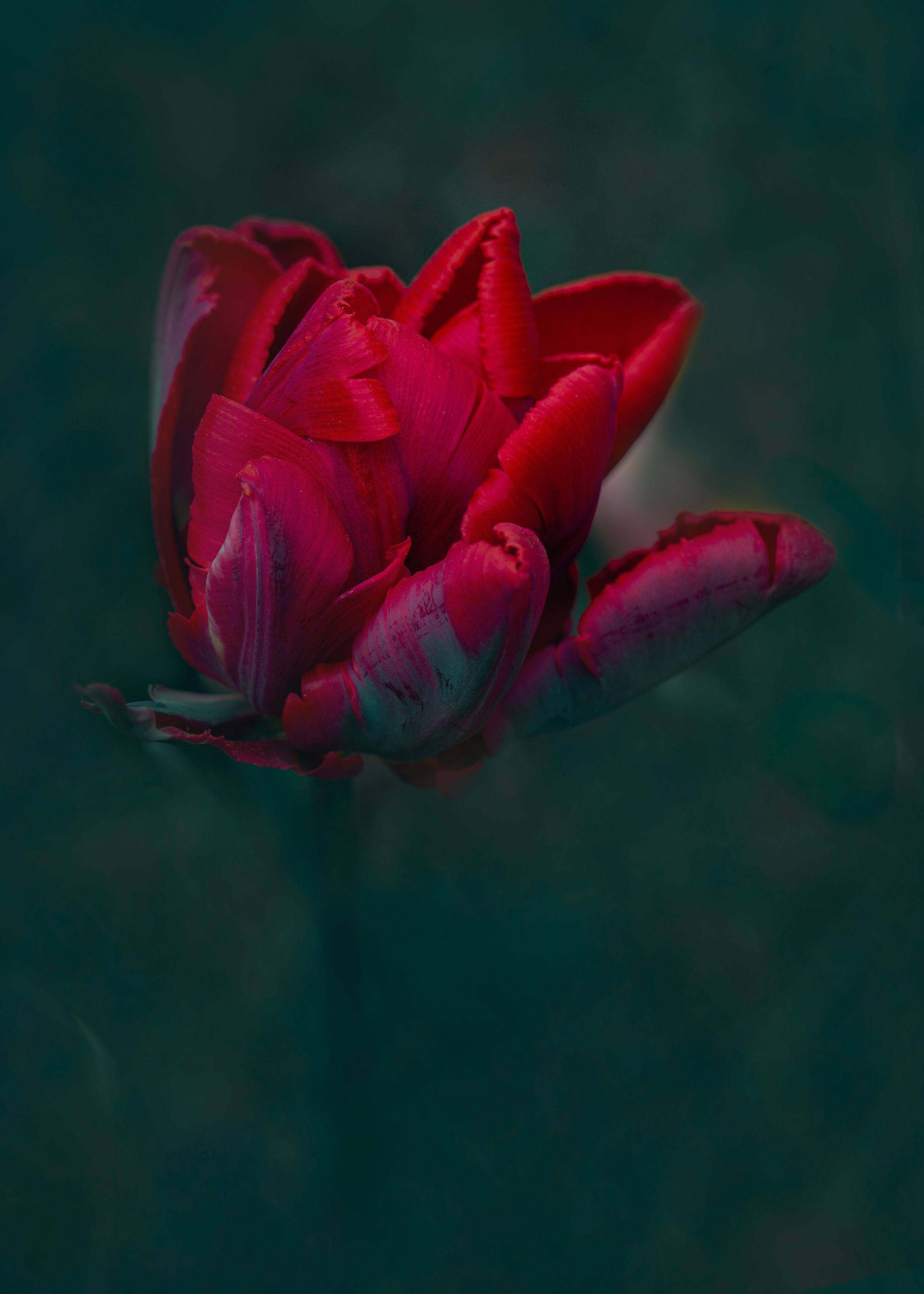 тюльпан, природа, макро, красный , расение, цветы,  Ксения Максименко