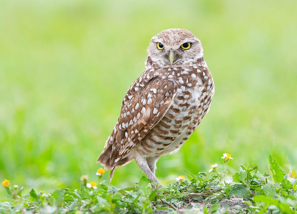 кроличий сыч, florida, burrowing owl, owl, флорида,сыч, Etkind Elizabeth