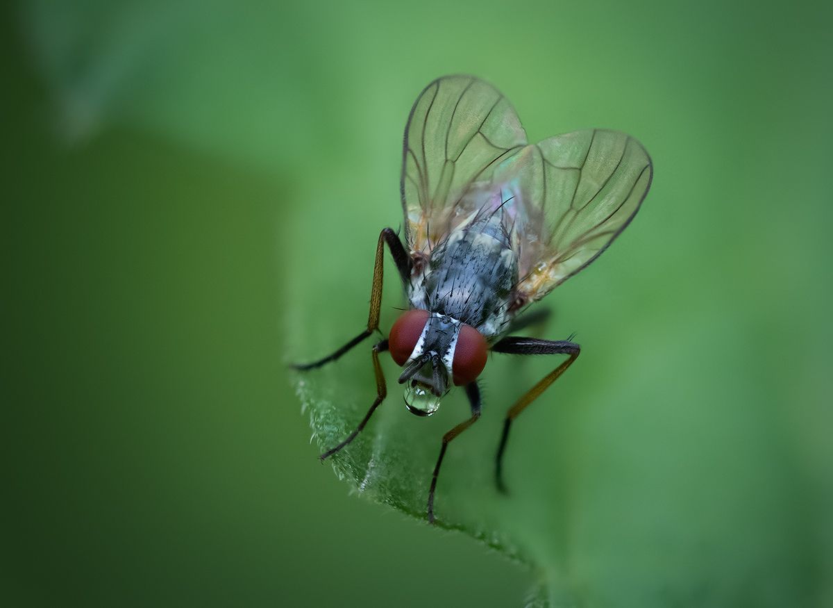 macro, макро, муха, макрофотография, насекомое, природа , Хилько Марина