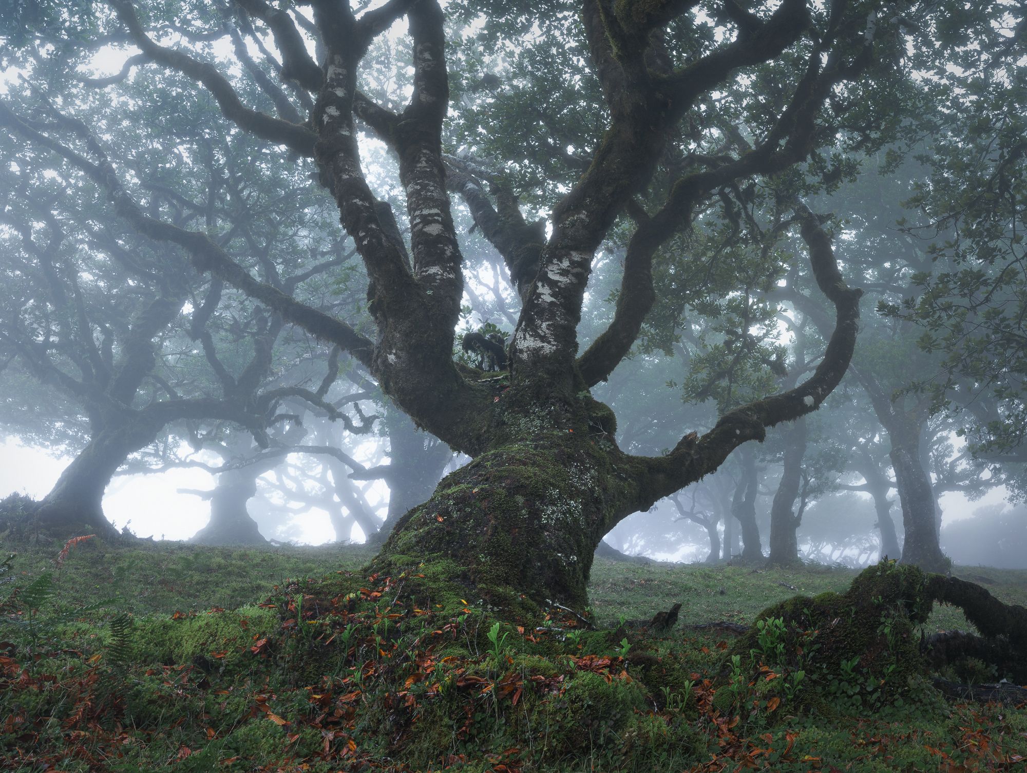 Landscape trees tree mood fog misty forest fanal madeira portugal, Stefano Balma