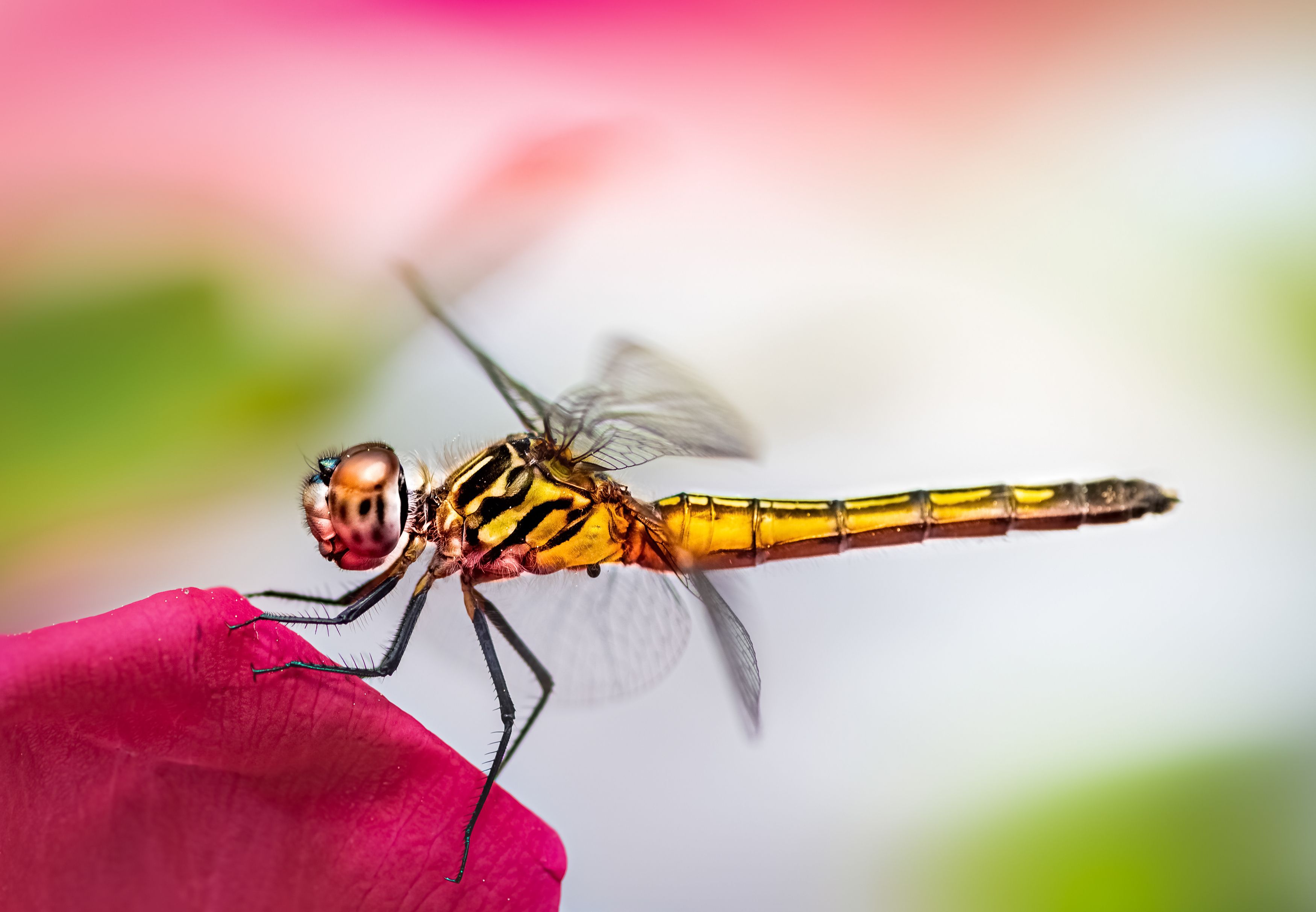 insect, beetle, bug, bugs, leaf, grass, macro, spring, love, damselfly, dragonfly, roses, rose, flower,, Atul Saluja
