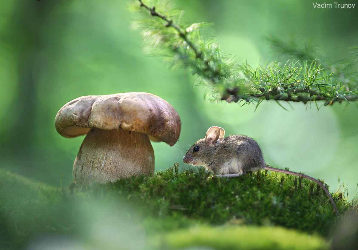 мышь, грибы, Вадим Трунов