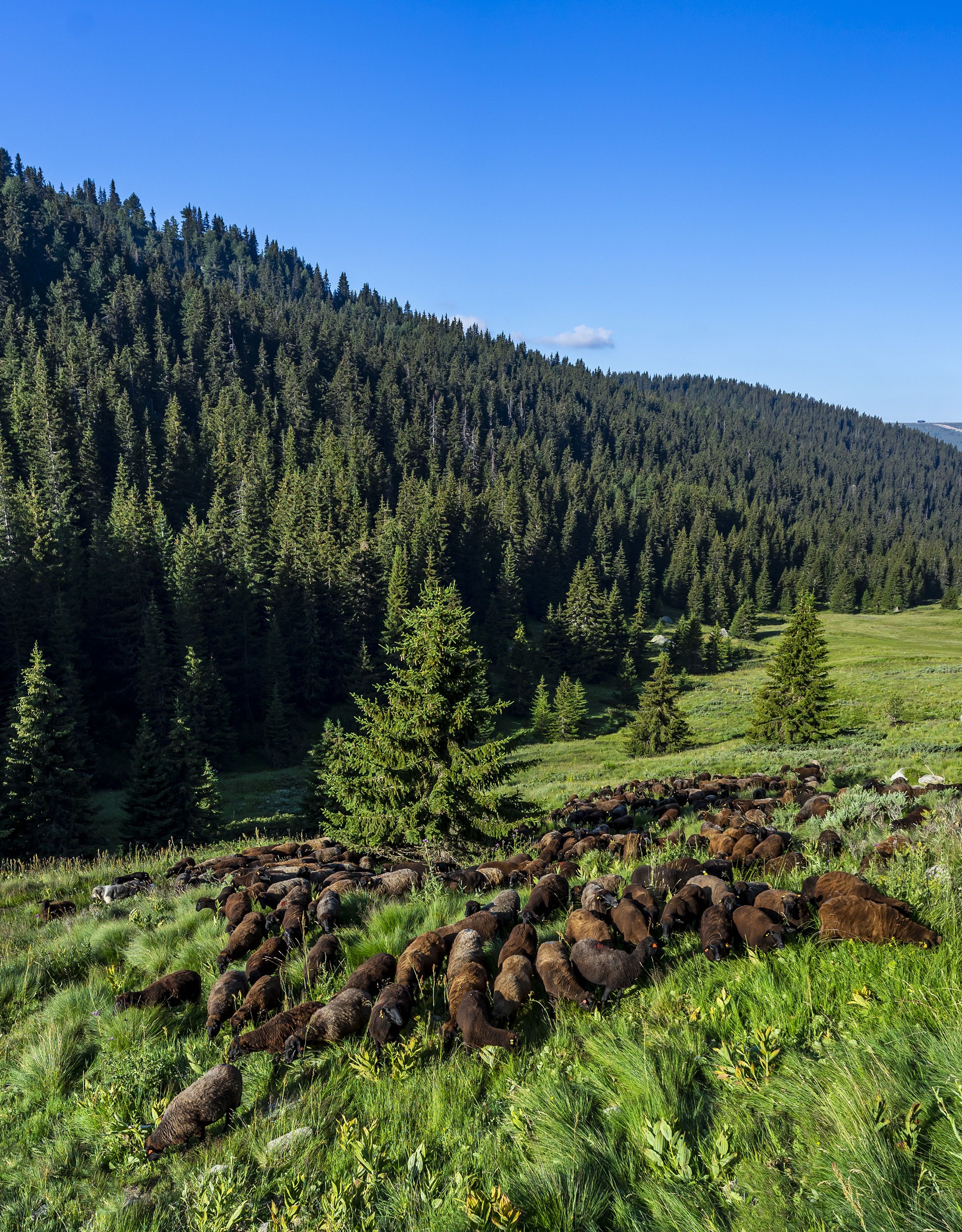 animals landscape nature mountain , viktor demidov