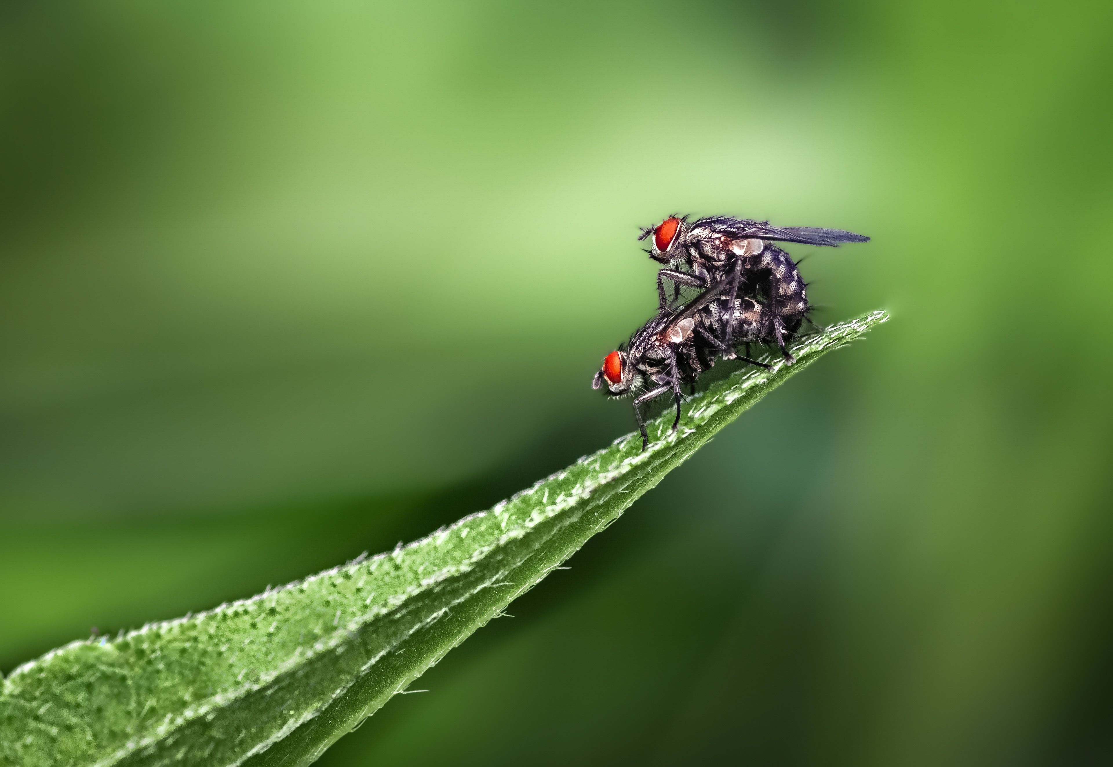 insect, beetle, bug, bugs, leaf, grass, macro, spring, love, fly, Atul Saluja