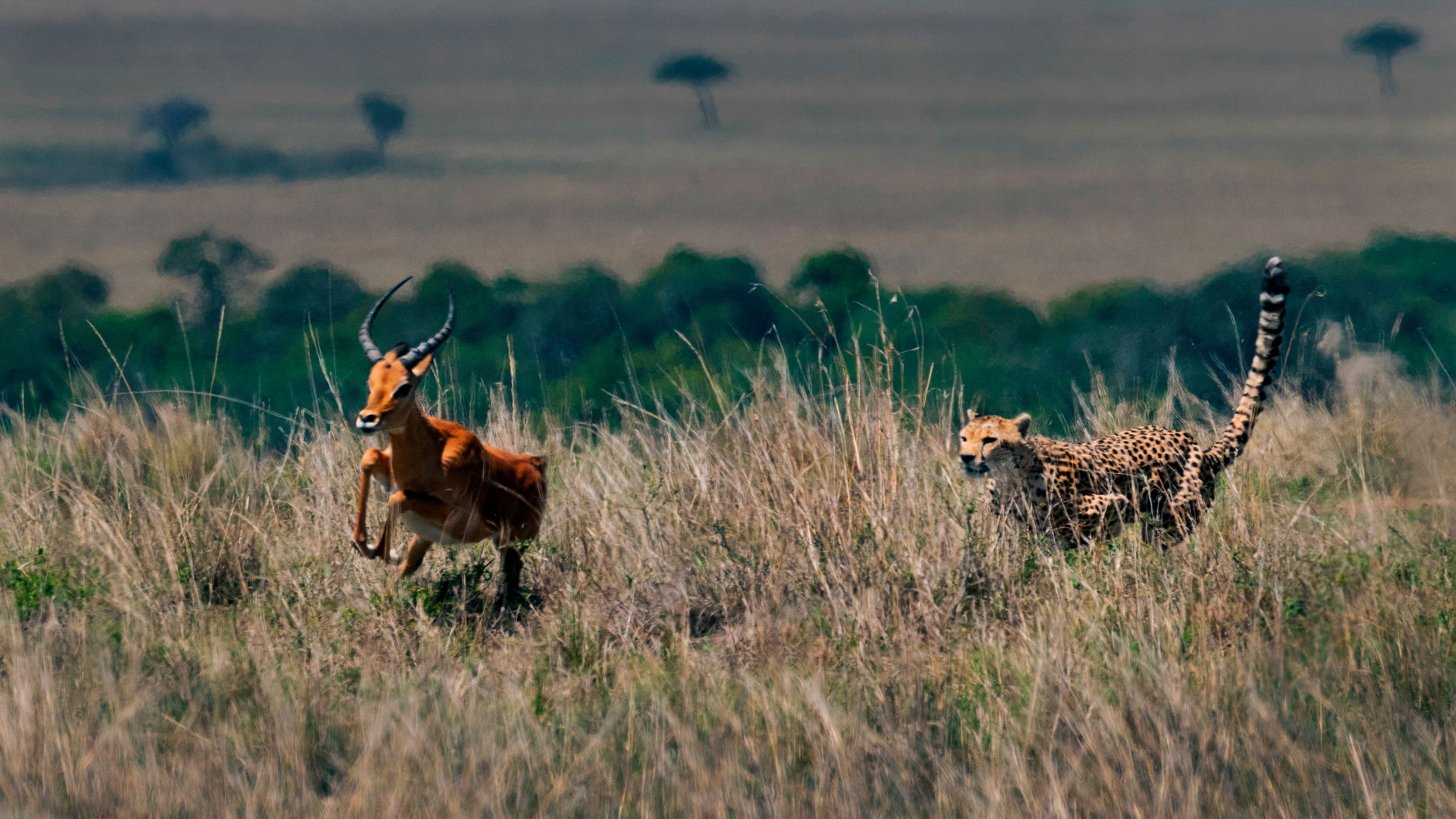 Cheetah, safari, gazelle. antelope. africa, kenya, Bevzenko Roman